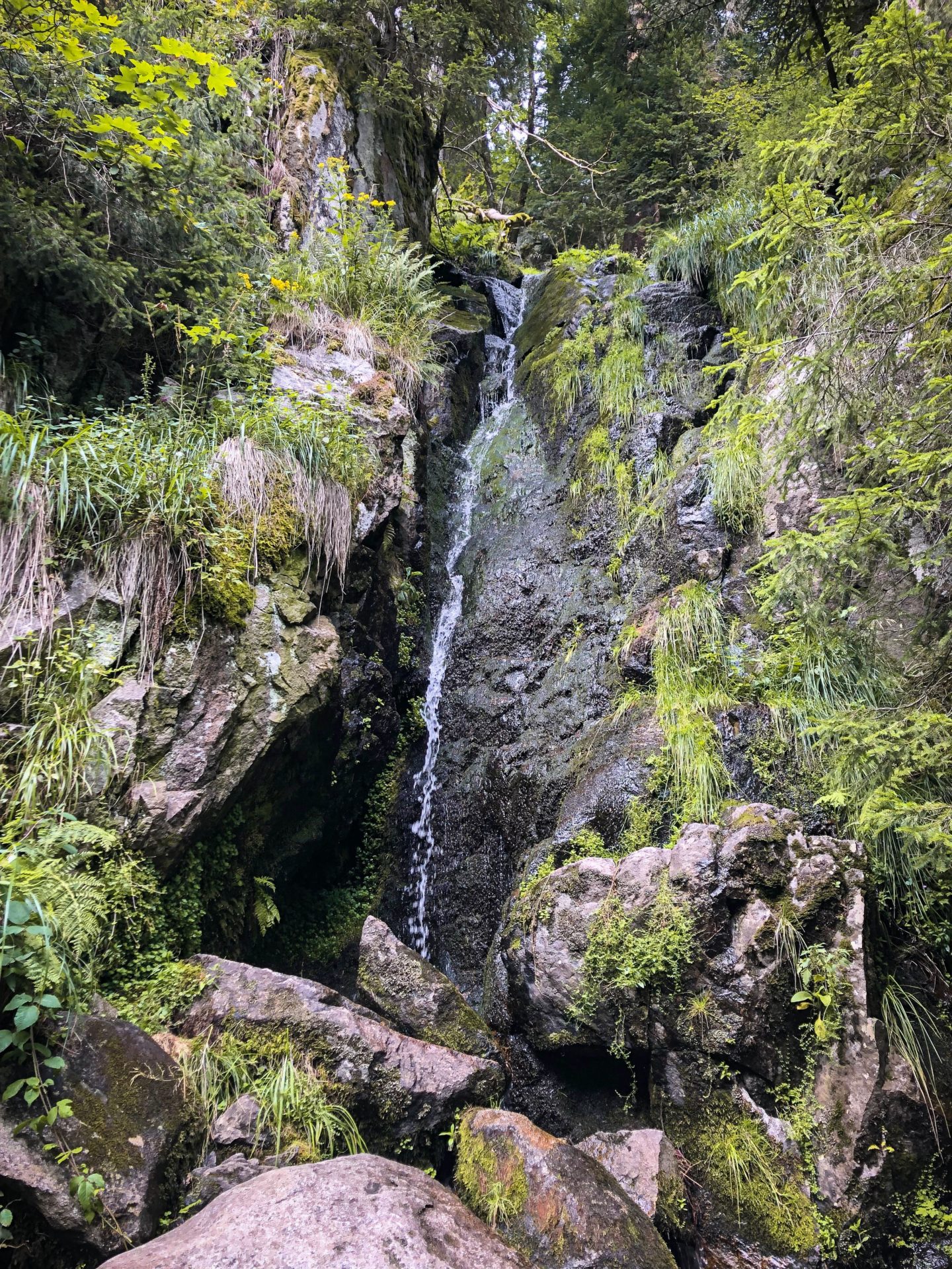 Une source d'eau fraîche dans les Vosges sur le sentier des Roches