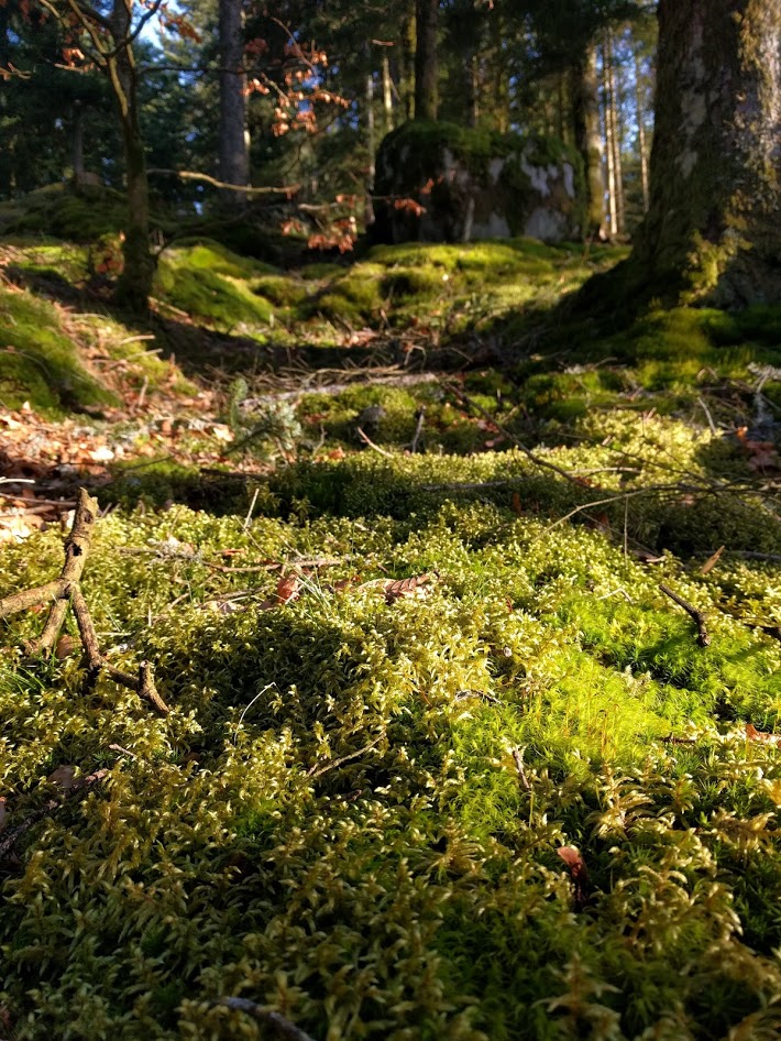 Lever du jour dans une forêt des Vosges, vallée de la Thur