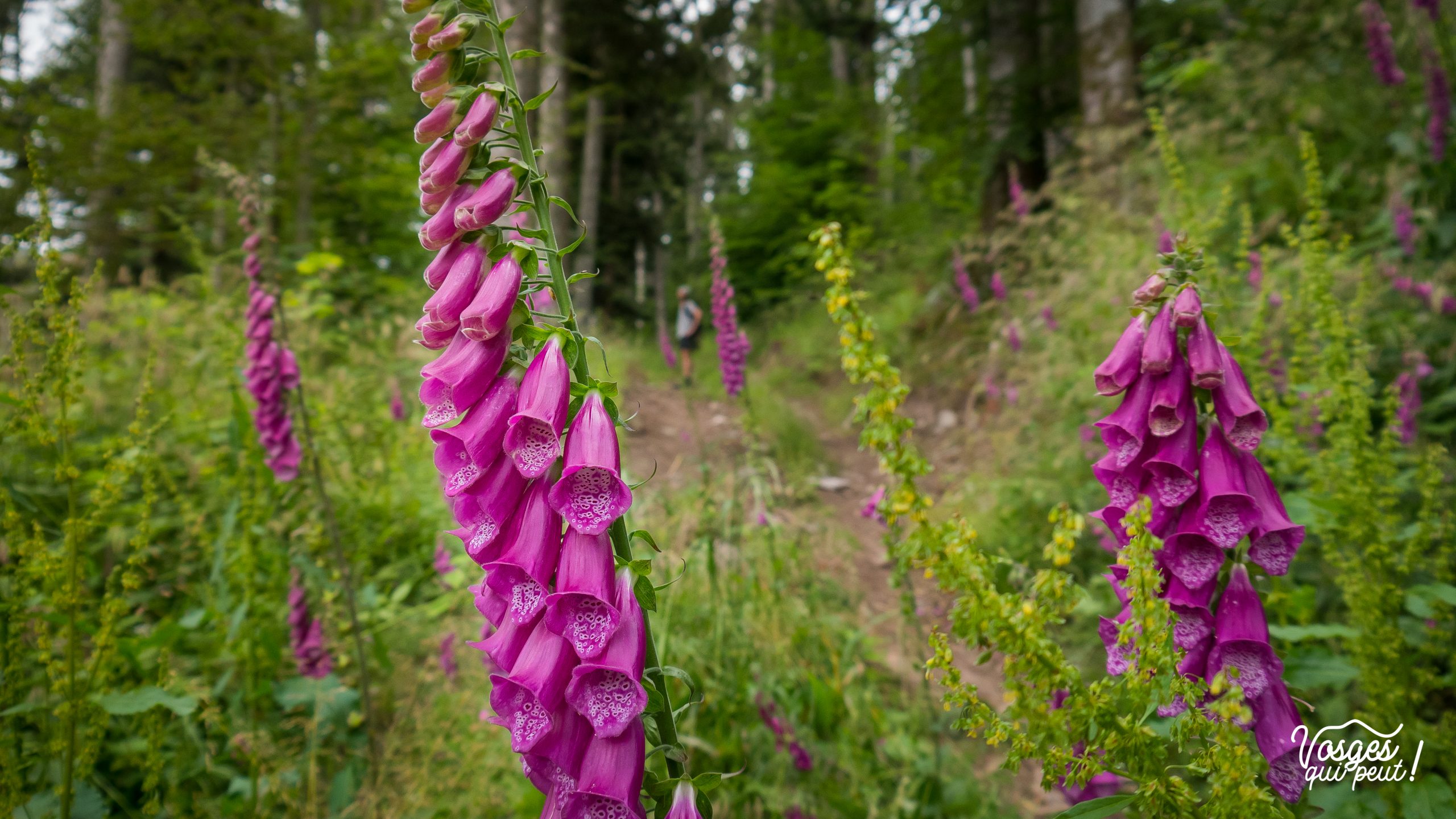 Fleur digitale des Vosges et un randonneur en arrière-plan