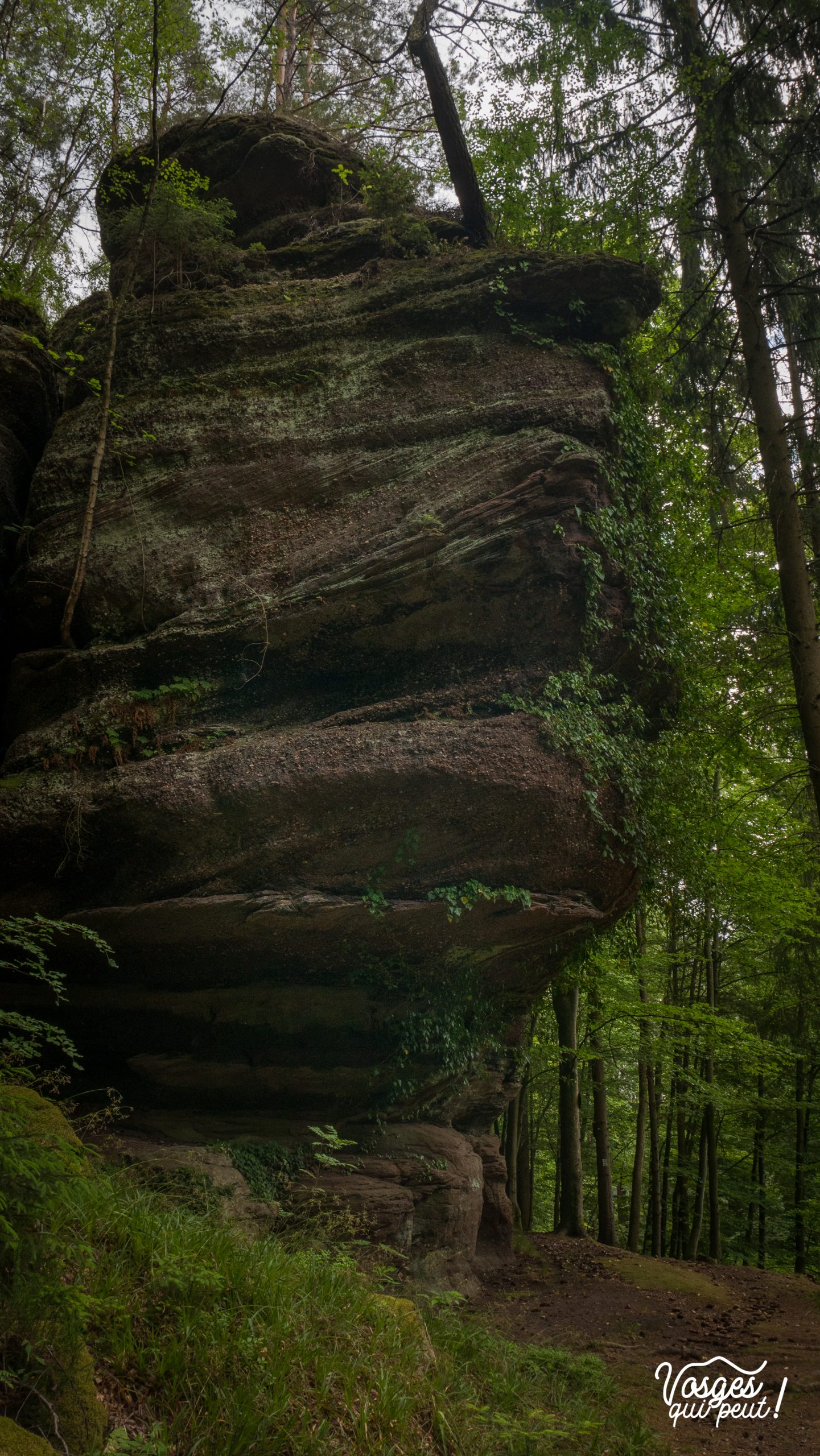 Un rocher au milieu de la forêt dans les Vosges