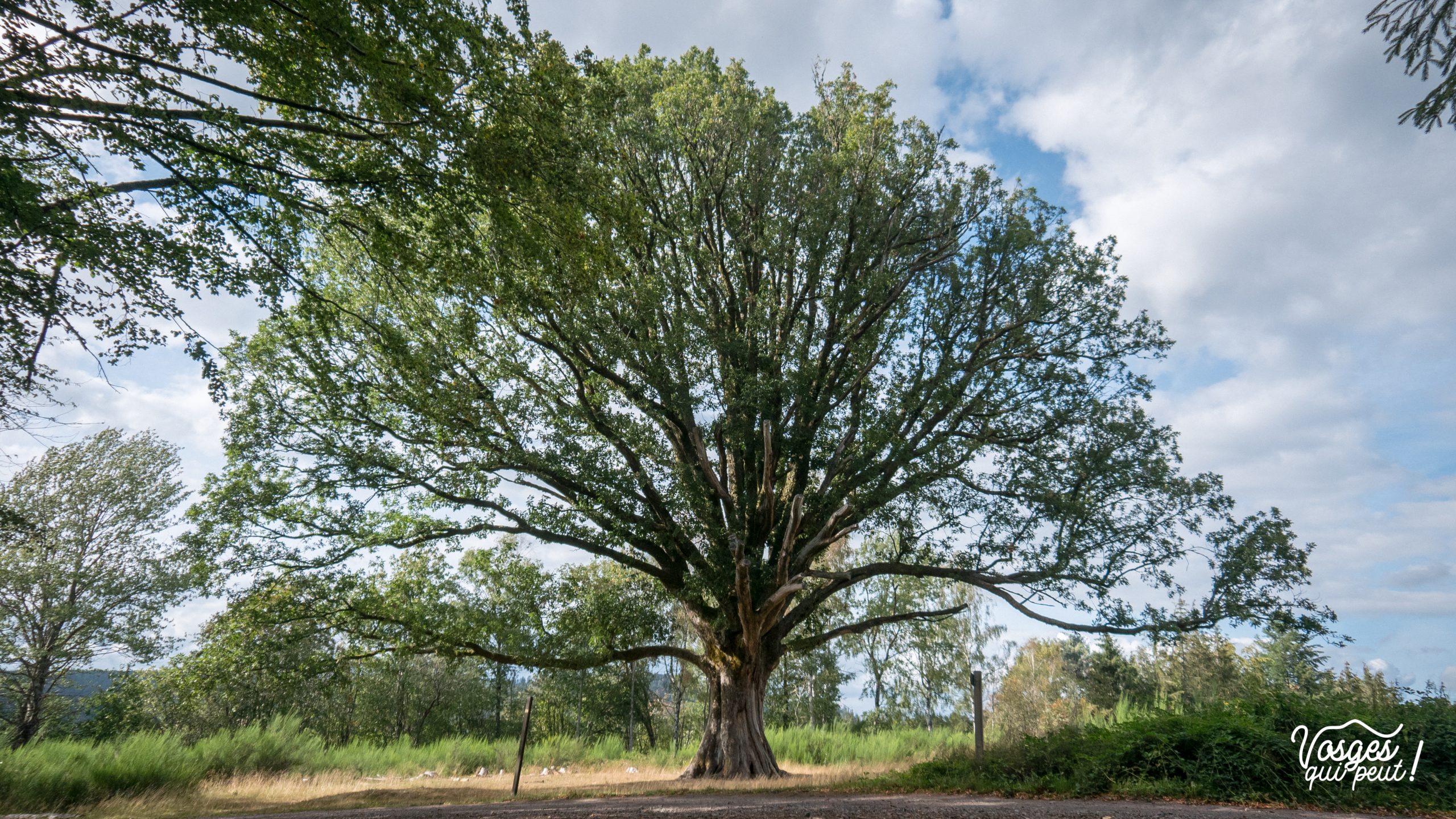 Le vieux chêne de Salm dans la vallée de la Bruche
