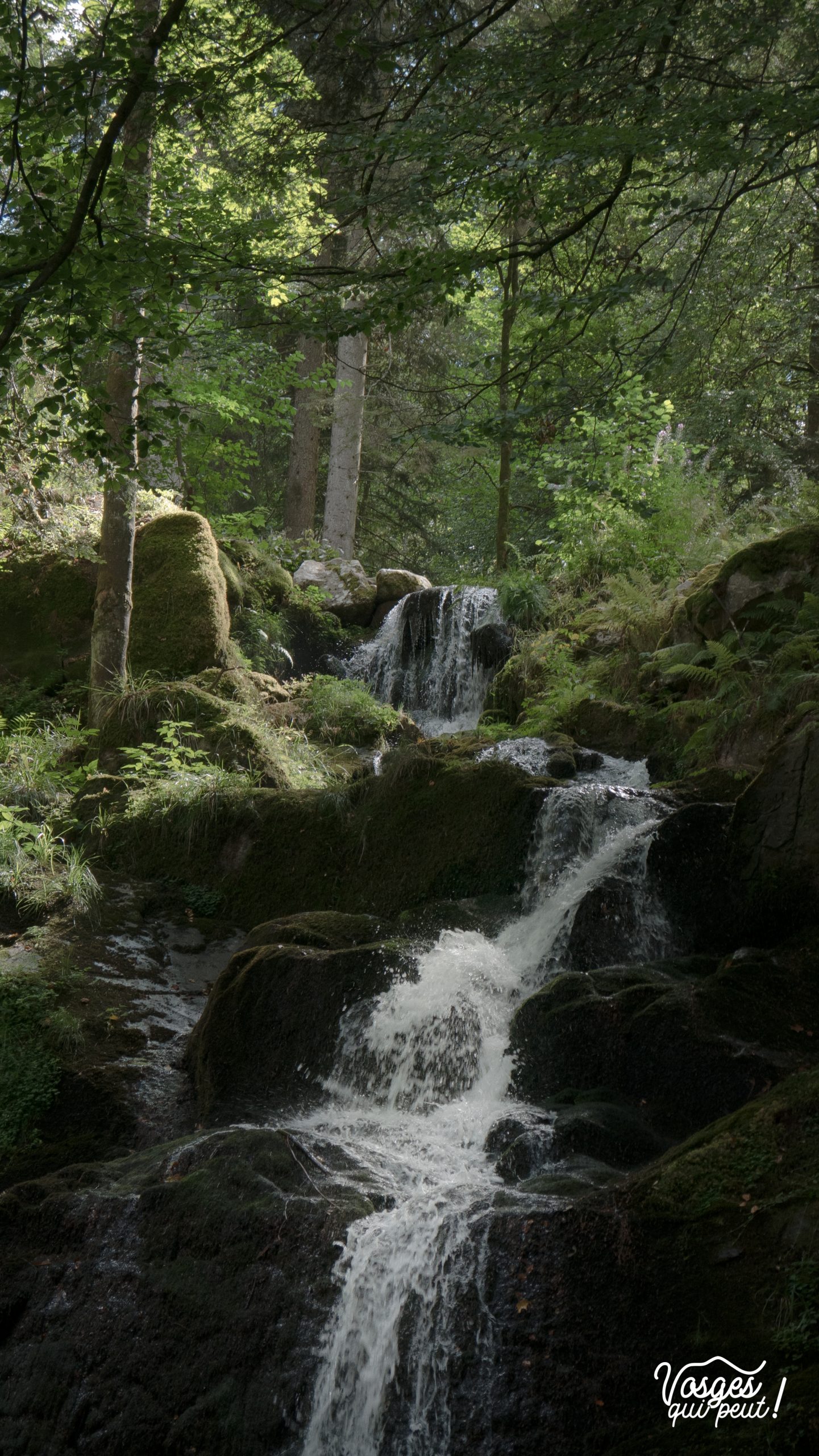 L'eau de la cascade de la Serva jaillit en pleine forêt