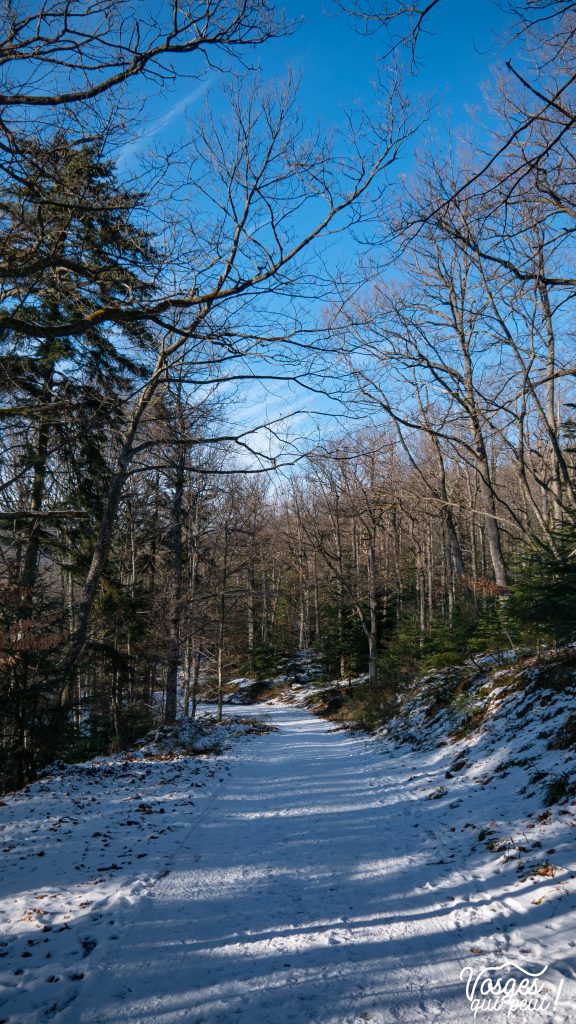 Une route forestière dans la forêt d’Andlau