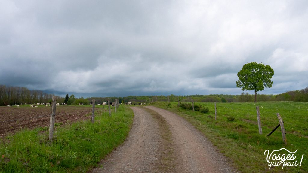 Paysage typique aux Mille Étangs