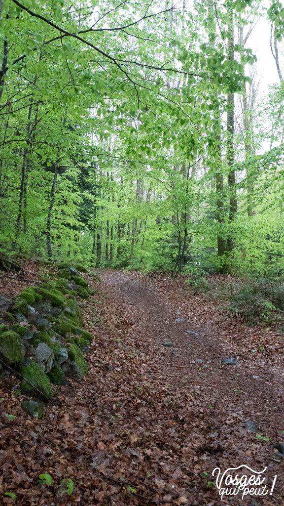 Forêt aux Mille Étangs