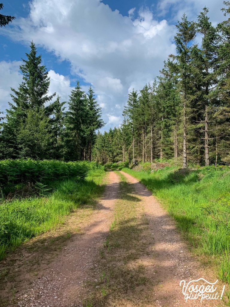 Chemin forestier dans le Massif des Vosges