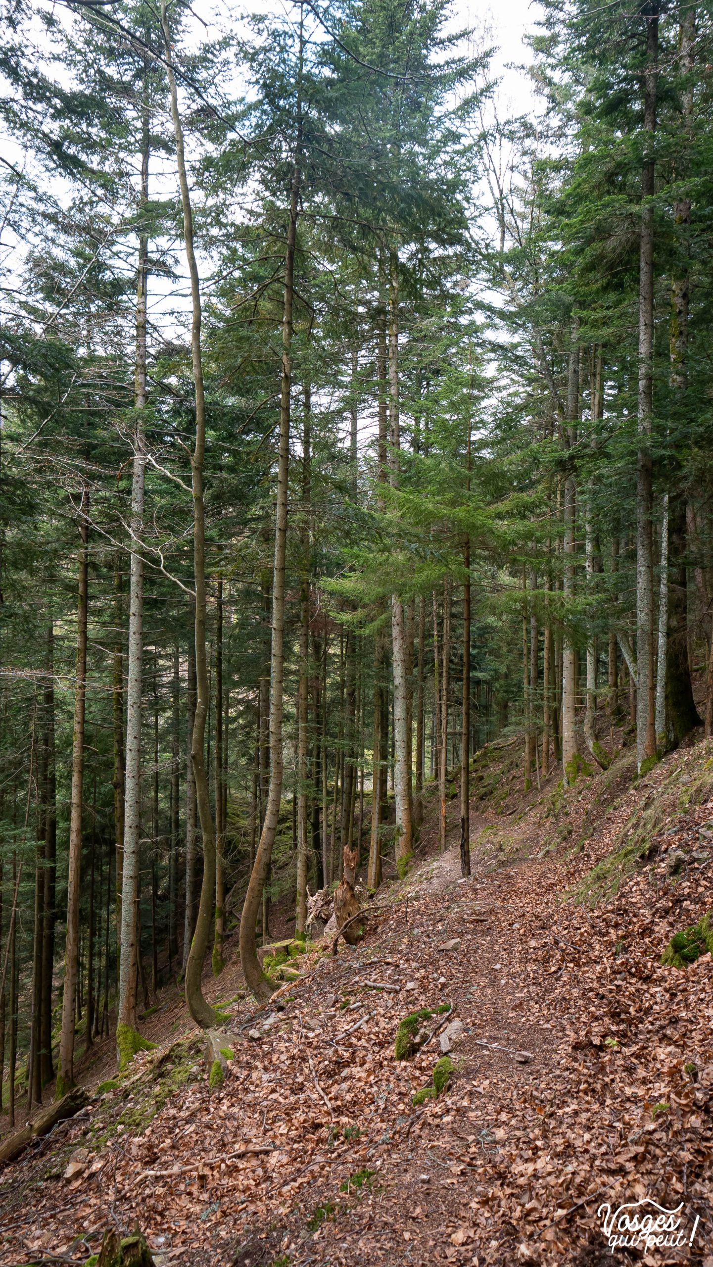 Un sentier dans le Massif des Vosges