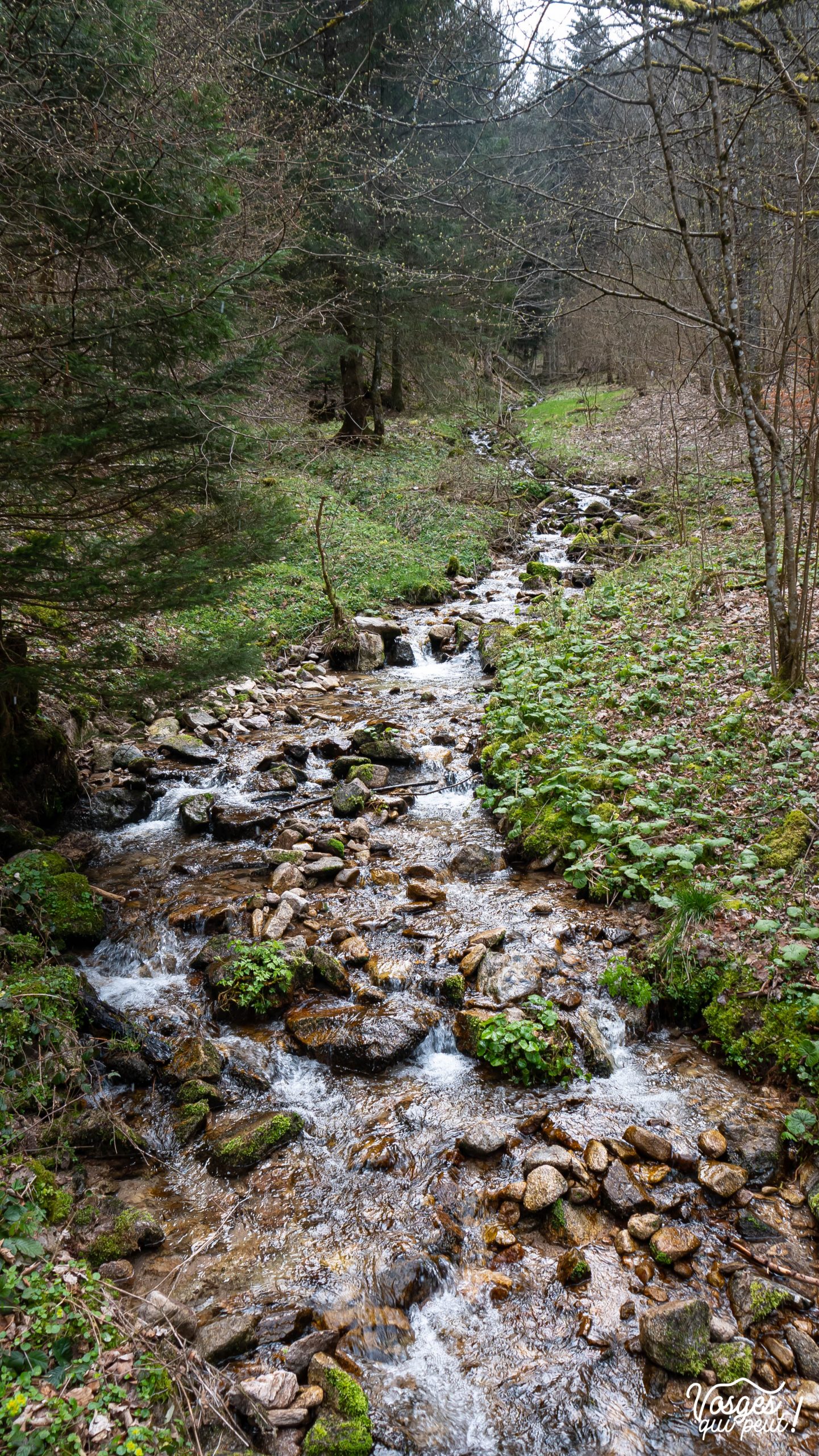 Rivière dans le Massif des Vosges