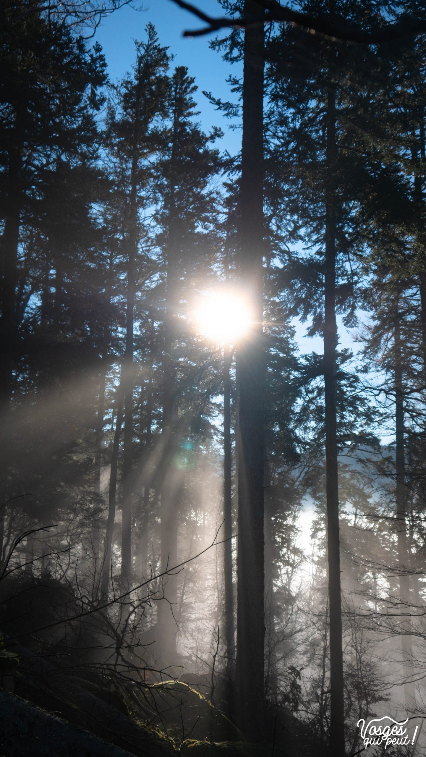 Un rayon de soleil entre les sapins du Massif des Vosges
