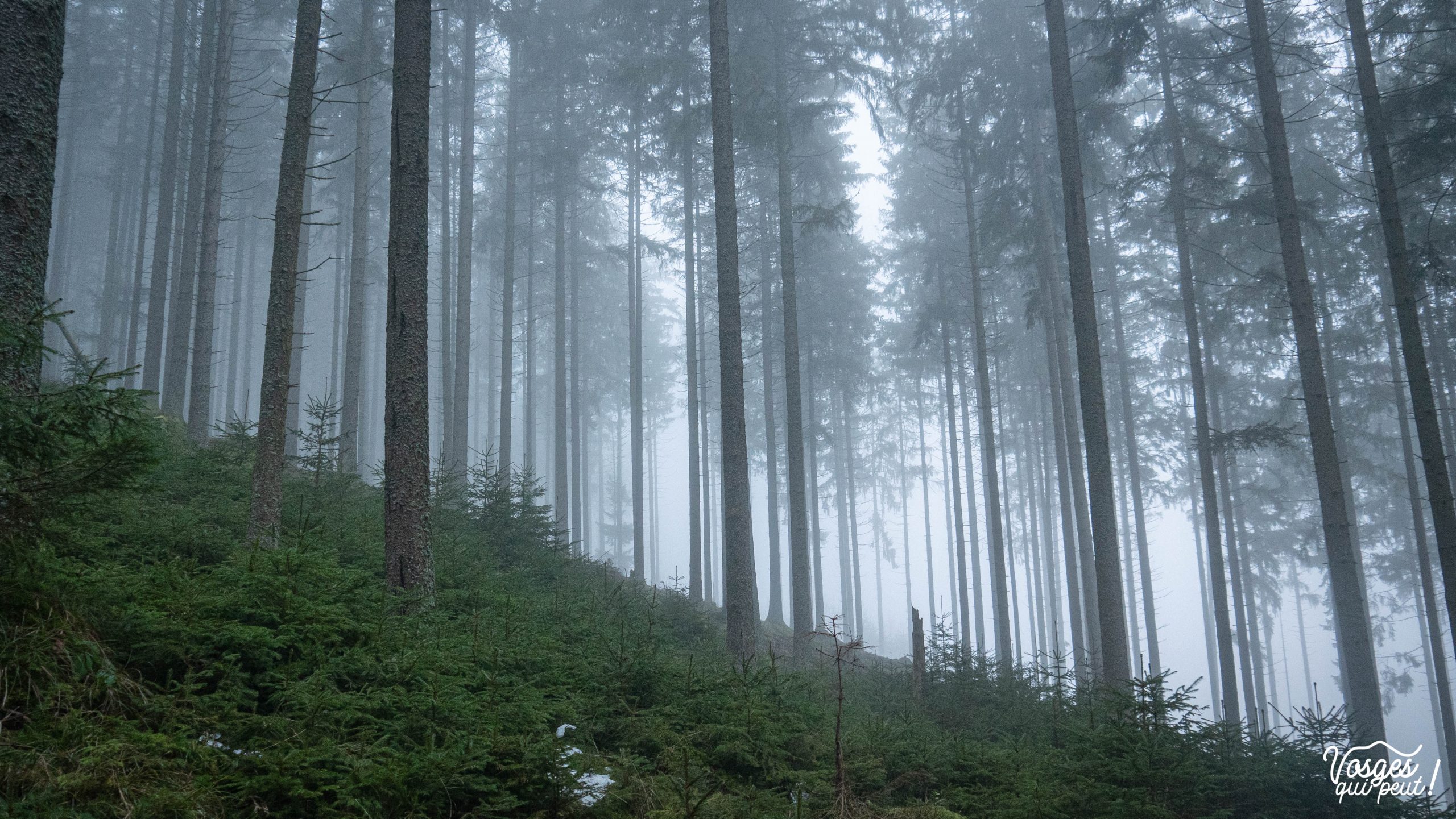 Une forêt du Massif des Vosges dans le brouillard