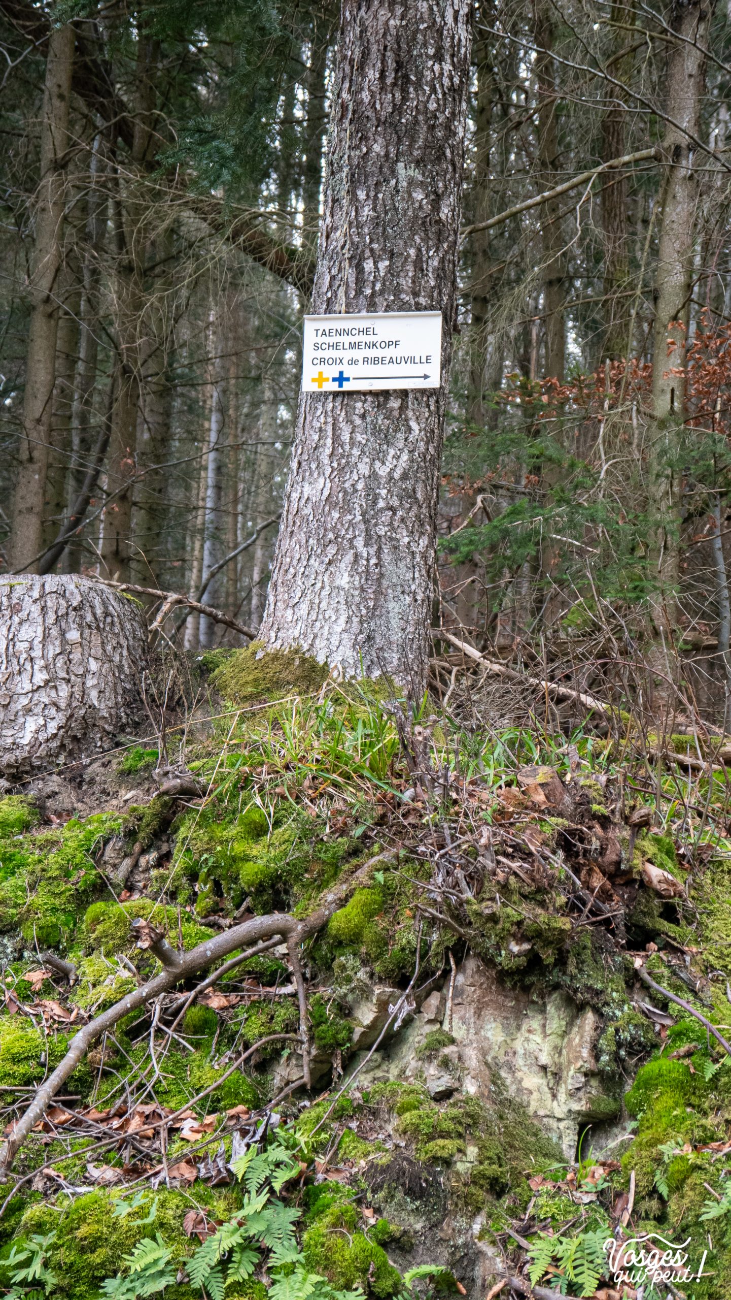 Panneau directionnel du Club Vosgien dans le Massif des Vosges