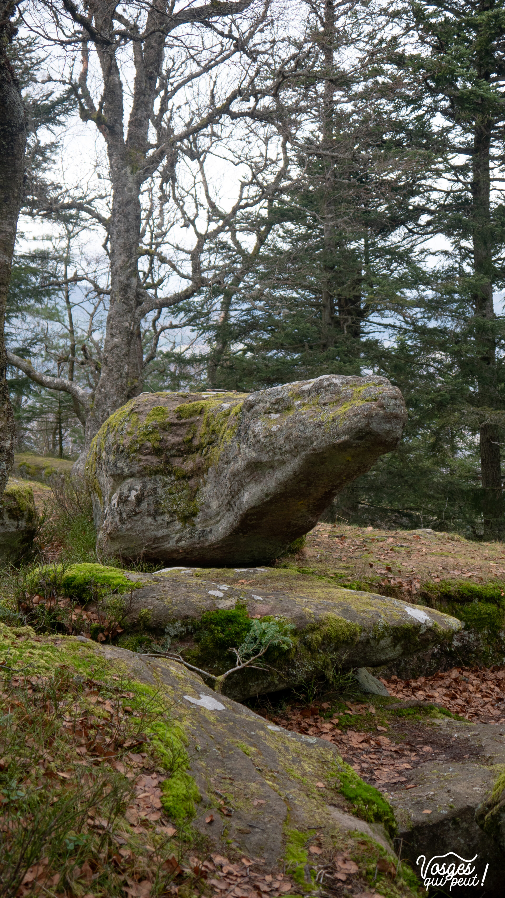 Le rocher des reptiles dans le Massif des Vosges