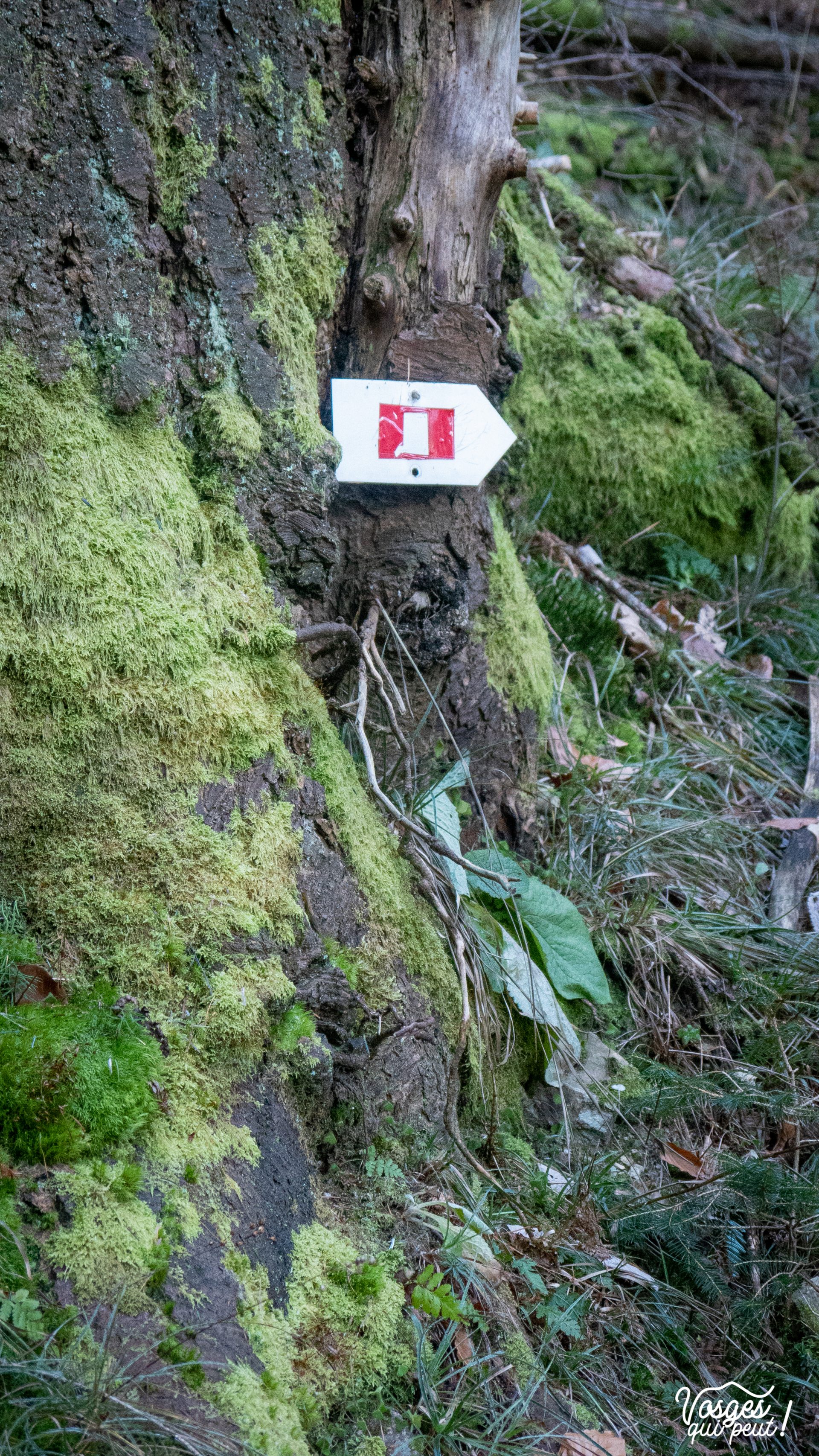 Pancarte de balisage dans le Massif des Vosges