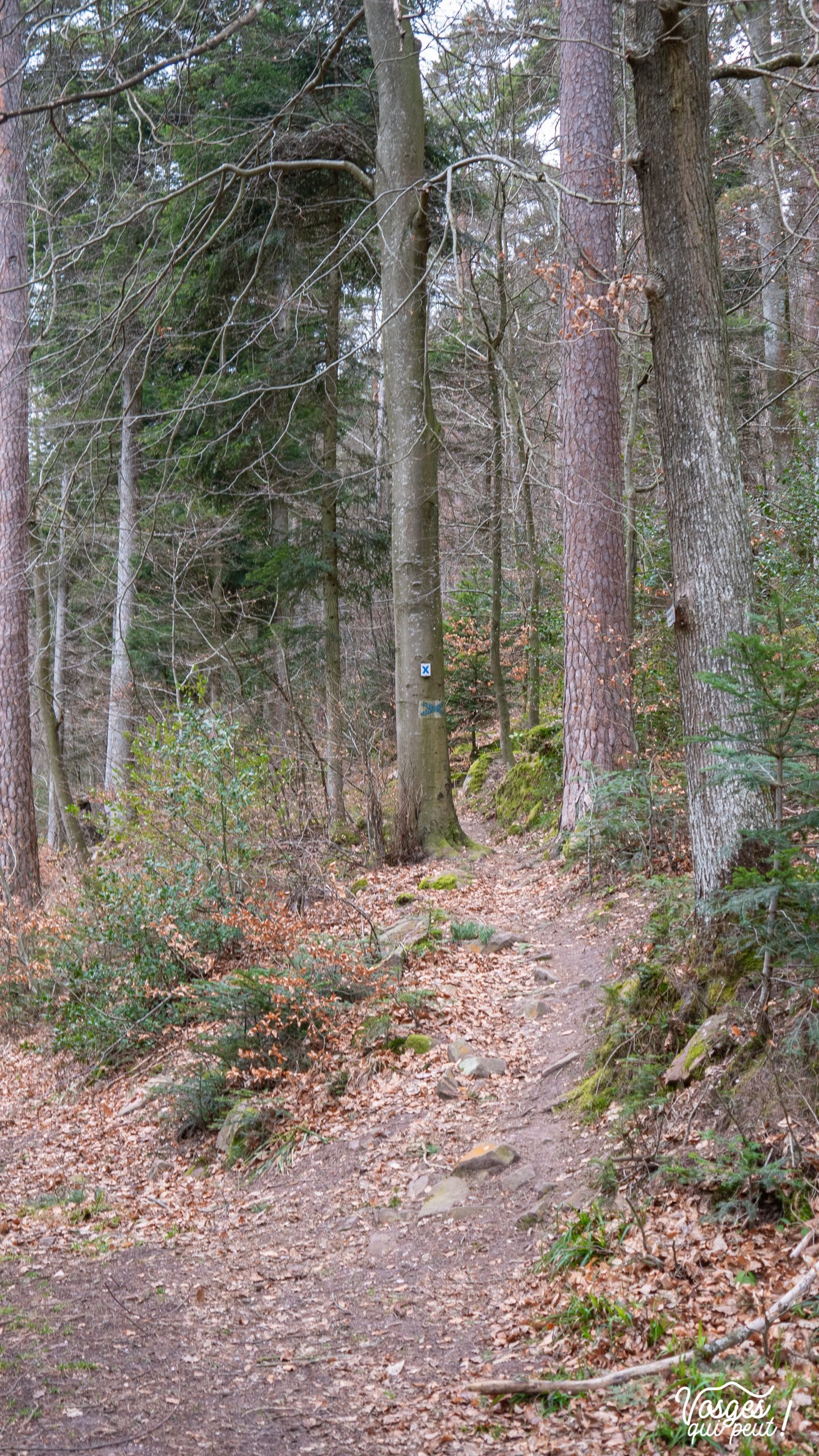Sentier de randonnée dans le Massif des Vosges