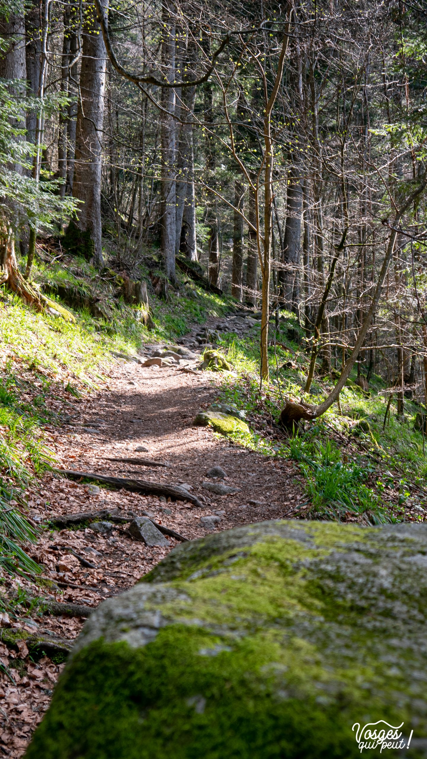 Sentier de randonnée dans le Massif des Vosges