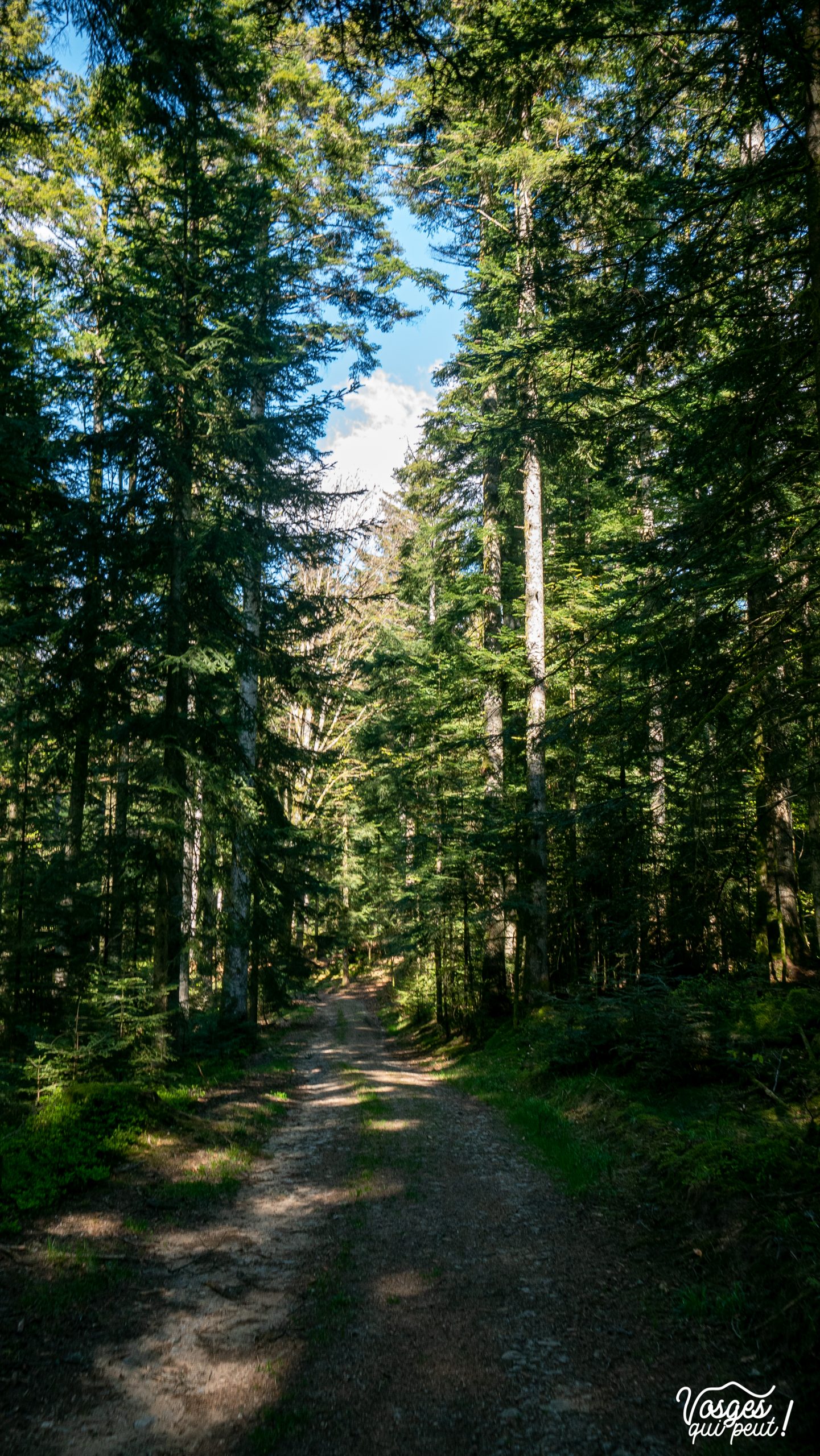 Chemin de randonnée dans le Massif des Vosges