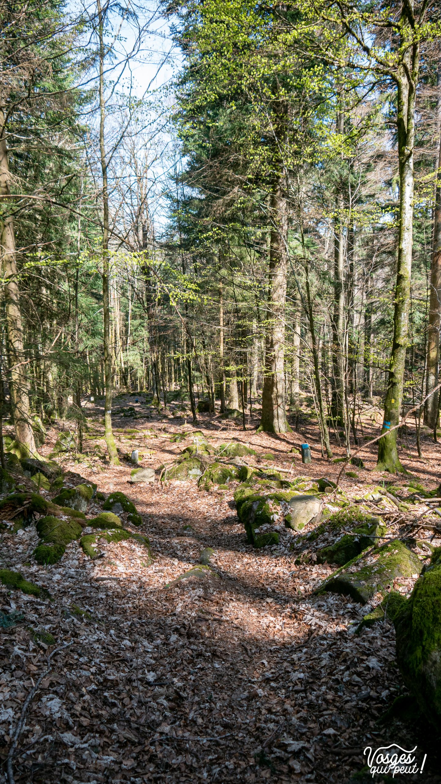 Forêt dans le Massif des Vosges