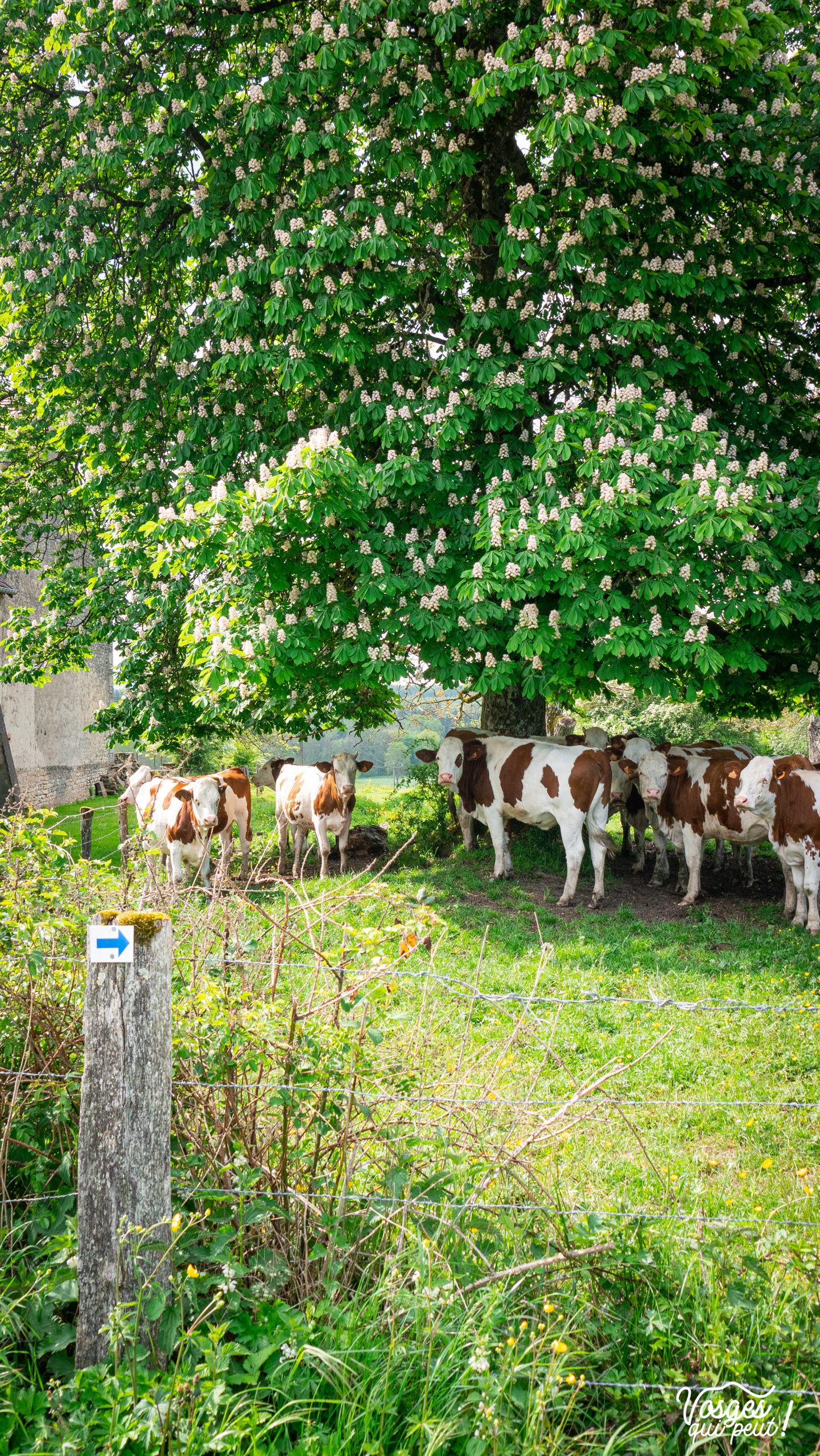 Troupeau de vaches dans le village de Passavant-la-Rochère dans le sud du Massif des Vosges