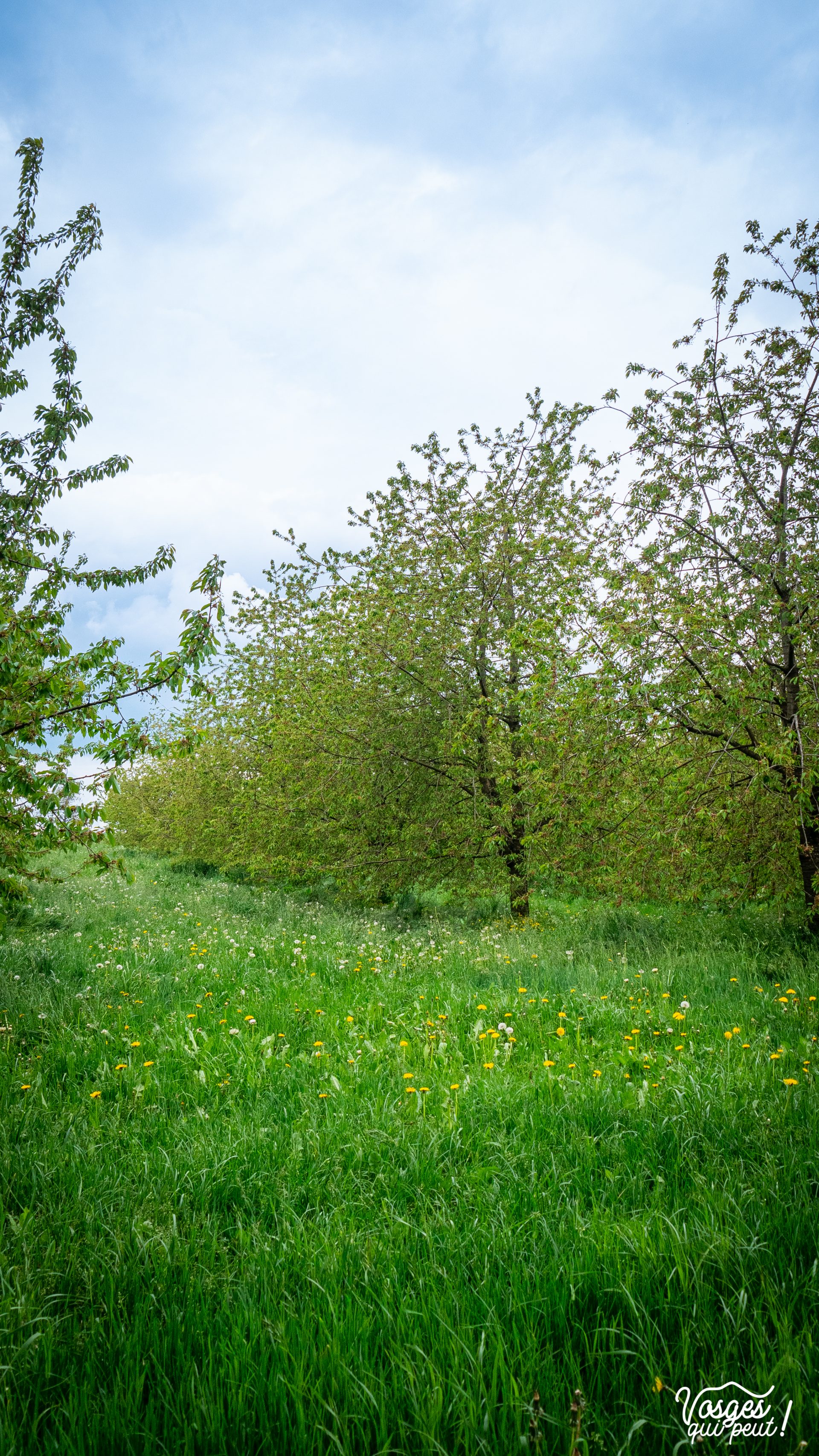 Un verger de cerisiers à Fougerolles dans les Vosges du Sud