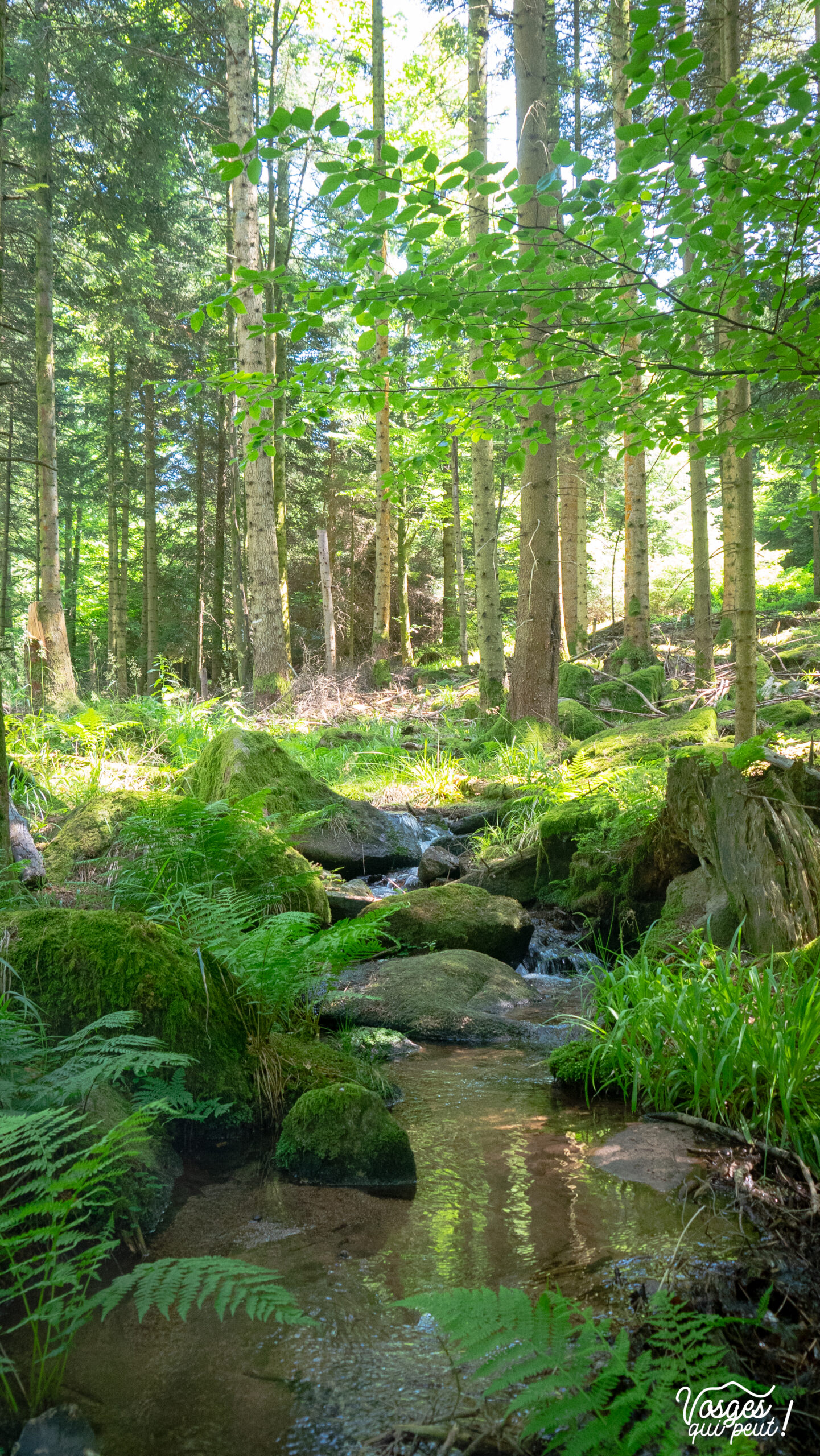 Ruisseau dans une forêt du Massif des Vosges