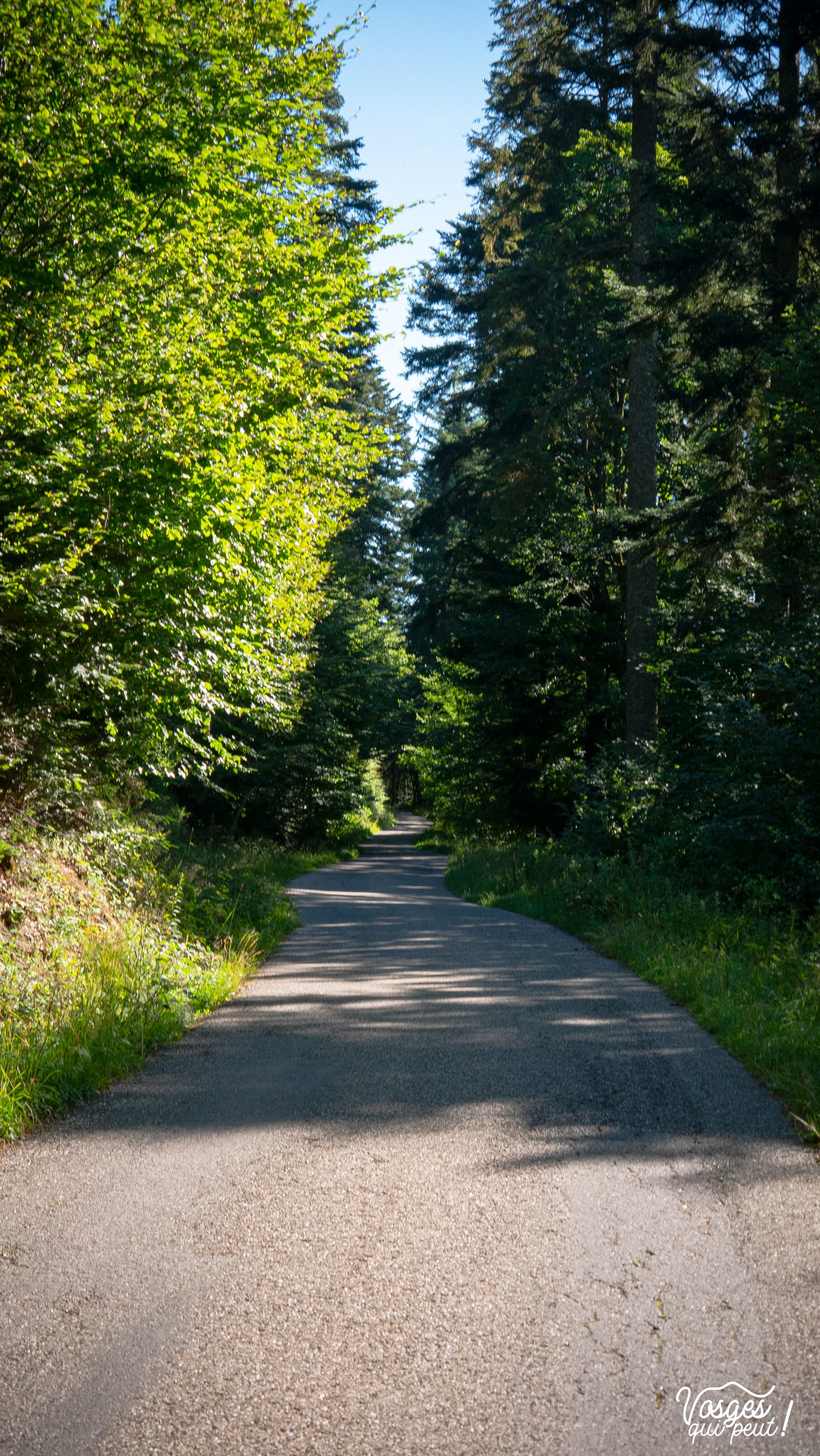 Route forestière dans le Massif des Vosges