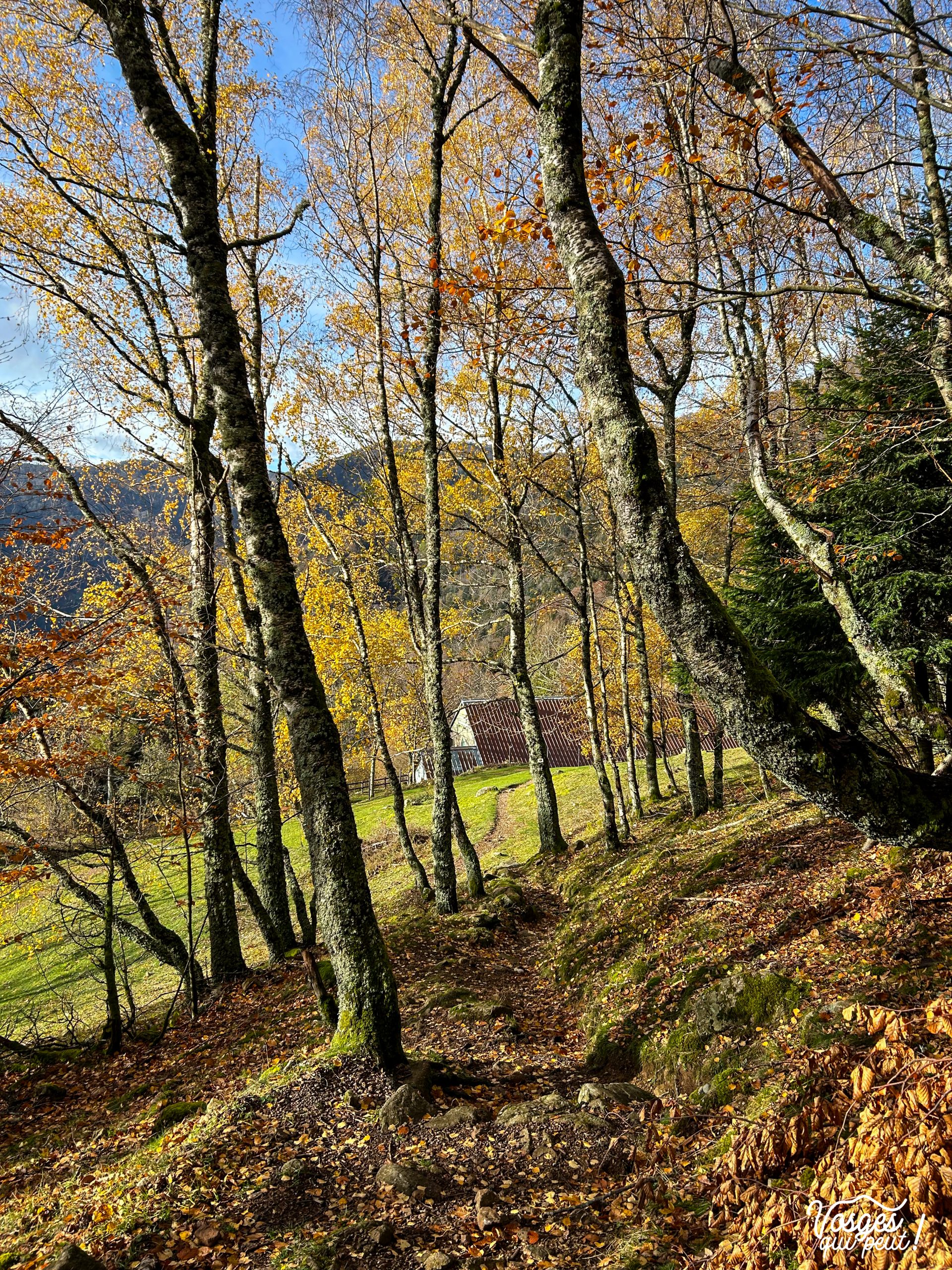 Le refuge d'Issenbach dans le Massif des Vosges 