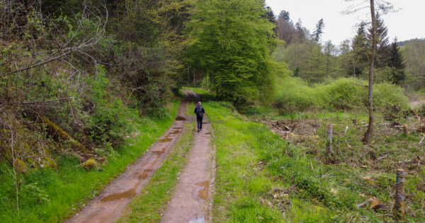 Faire organiser sa micro-aventure dans les Vosges : l’option Traces Vosges du Nord
