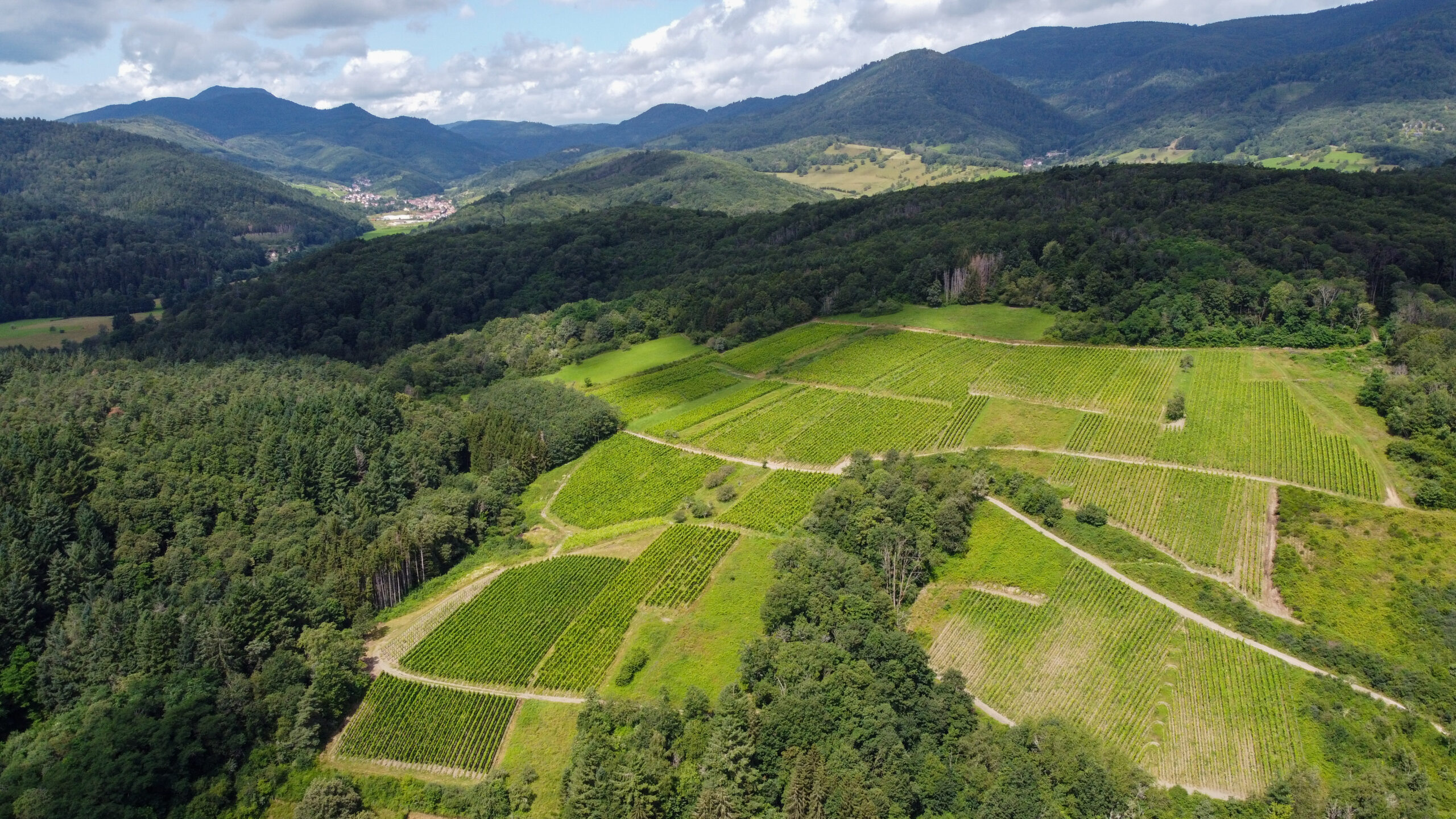 Vignes dans le Massif des Vosges