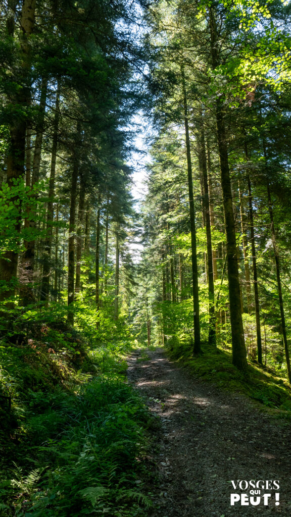 Forêt dans le Massif des Vosges