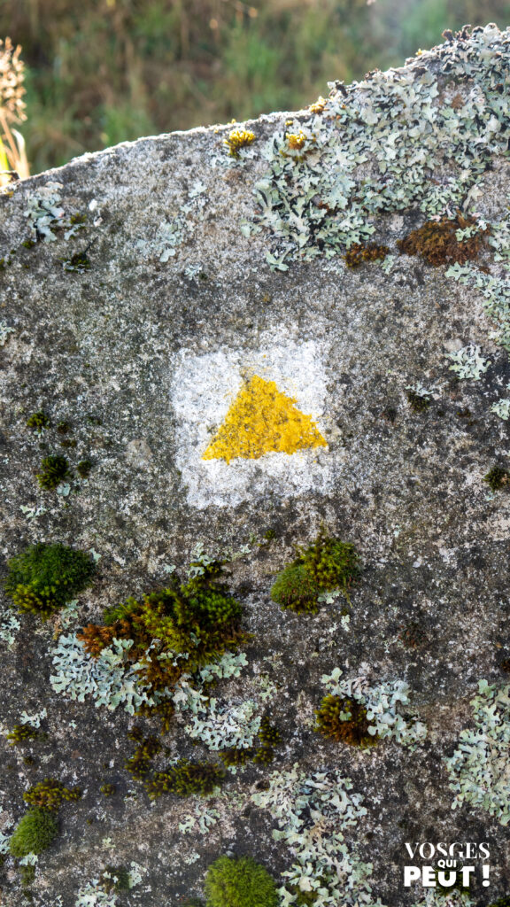 Balisage dans le Massif des Vosges sur le sentier Oberlin