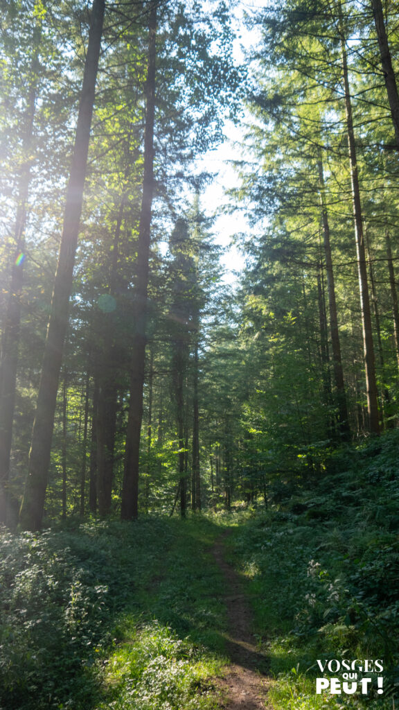 Un chemin de randonnée dans une forêt des Vosges