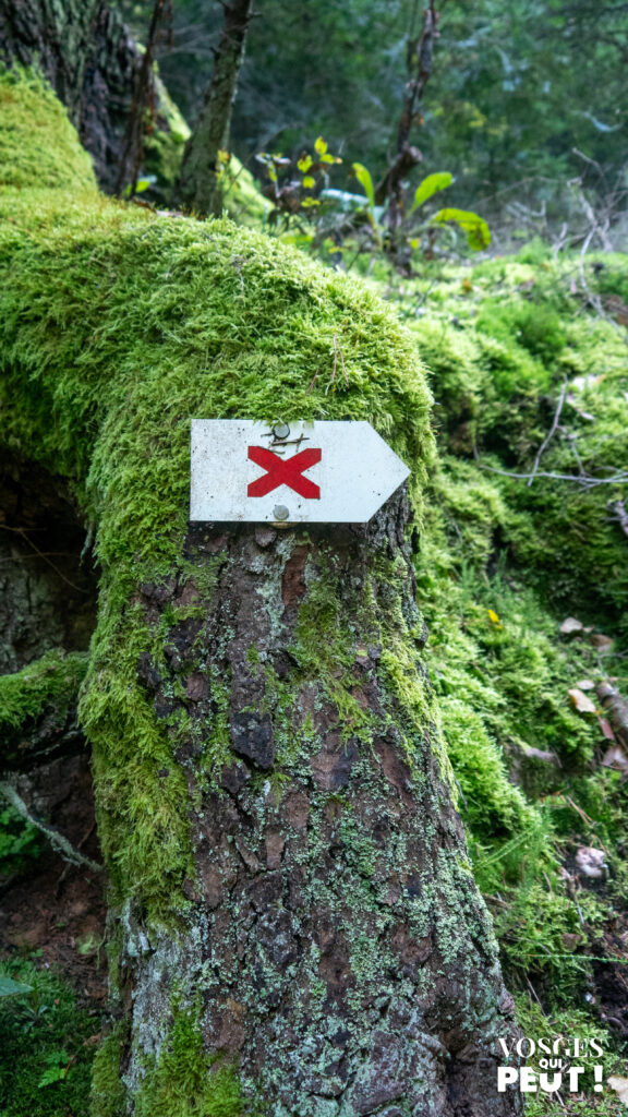 Balisage du Club Vosgien sur un sentier de randonnée dans le Massif des Vosges