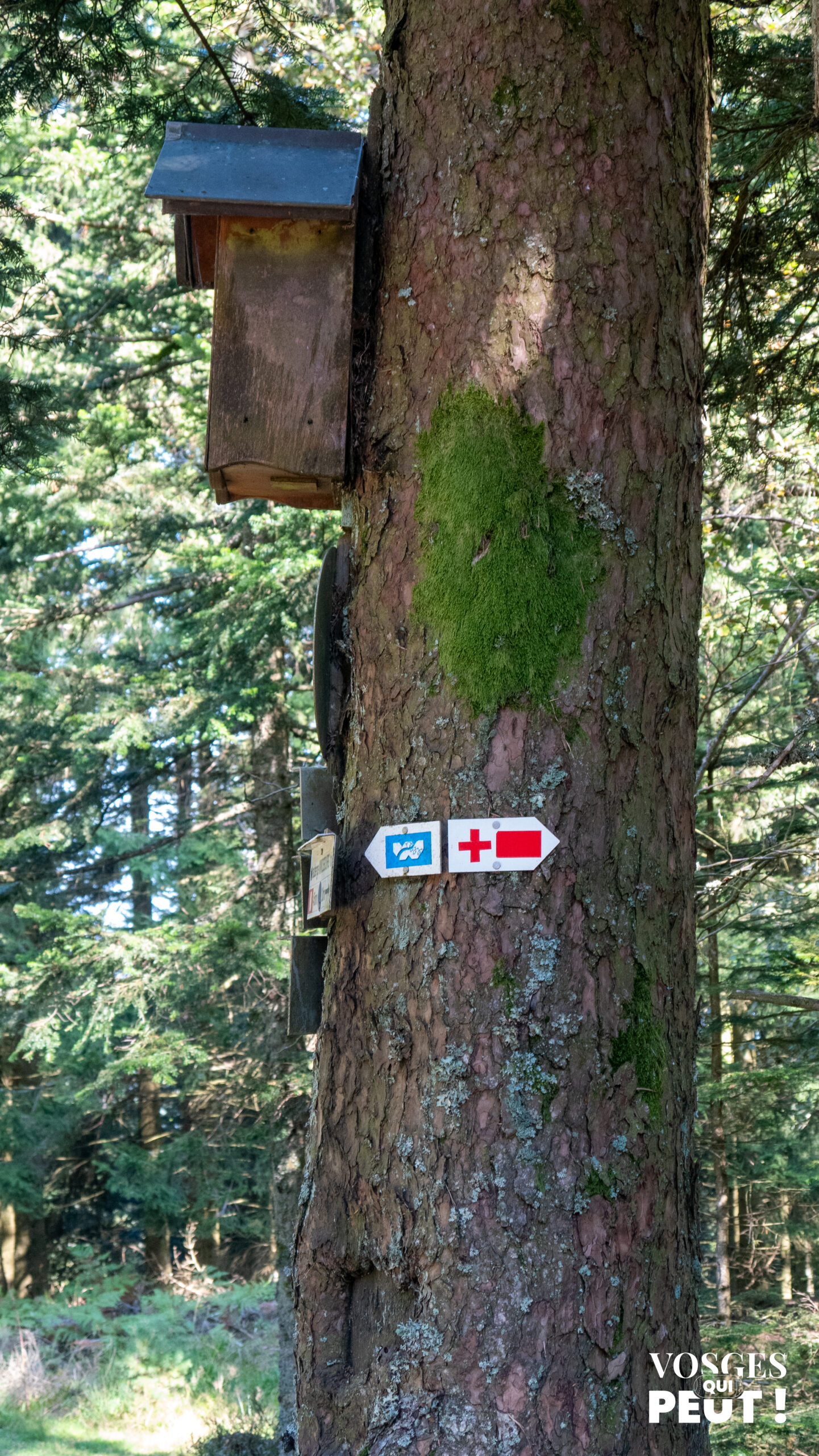 Balisage du Club Vosgien sur un sentier de randonnée dans le Massif des Vosges