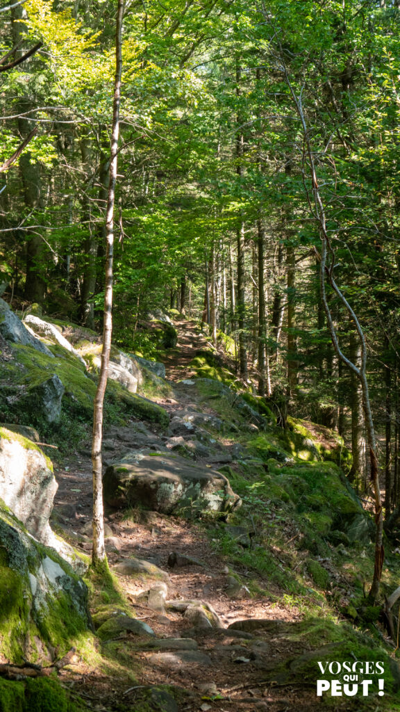 Chemin de randonnée dans les Vosges