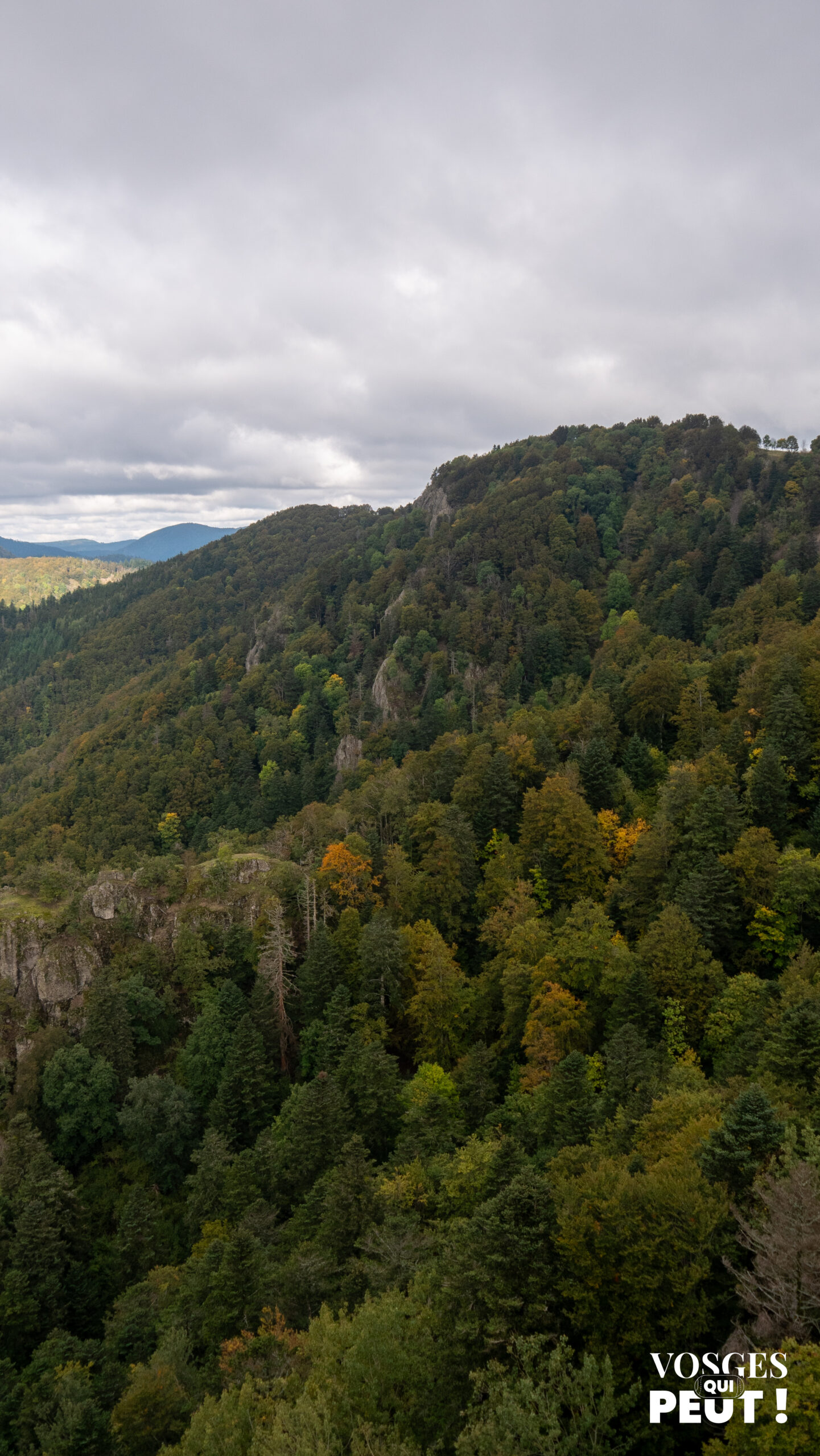 Vue sur la forêt des Volcans de Wegsheid dans le Massif des Vosges