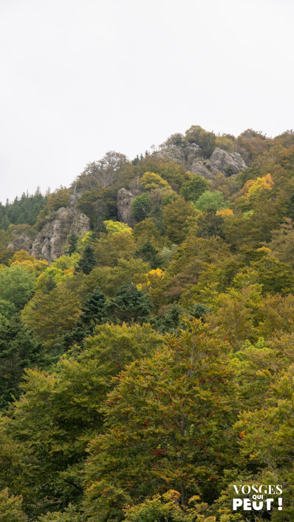 Vue sur la forêt des Volcans de Wegsheid dans le Massif des Vosges