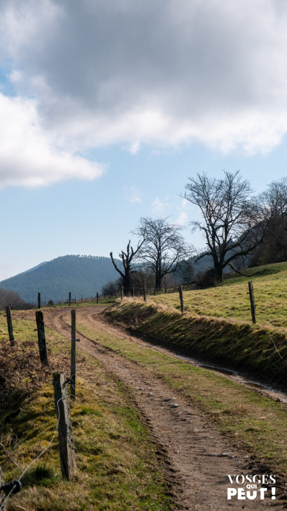 Chemin de randonnée dans le massif des Vosges