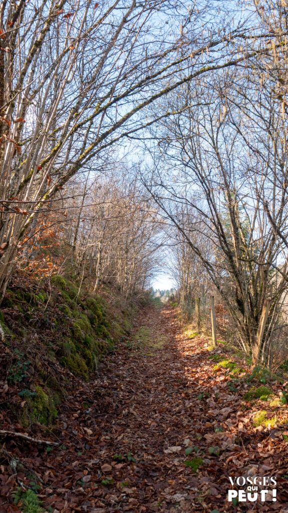 Chemin de randonnée dans le massif des Vosges