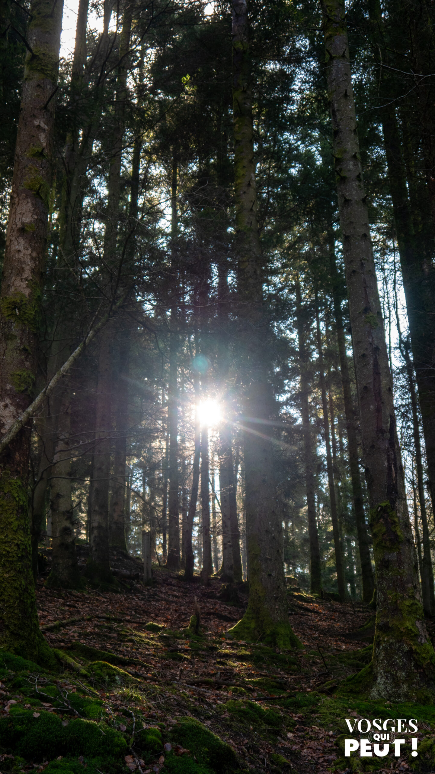 Soleil à travers les sapins des Vosges