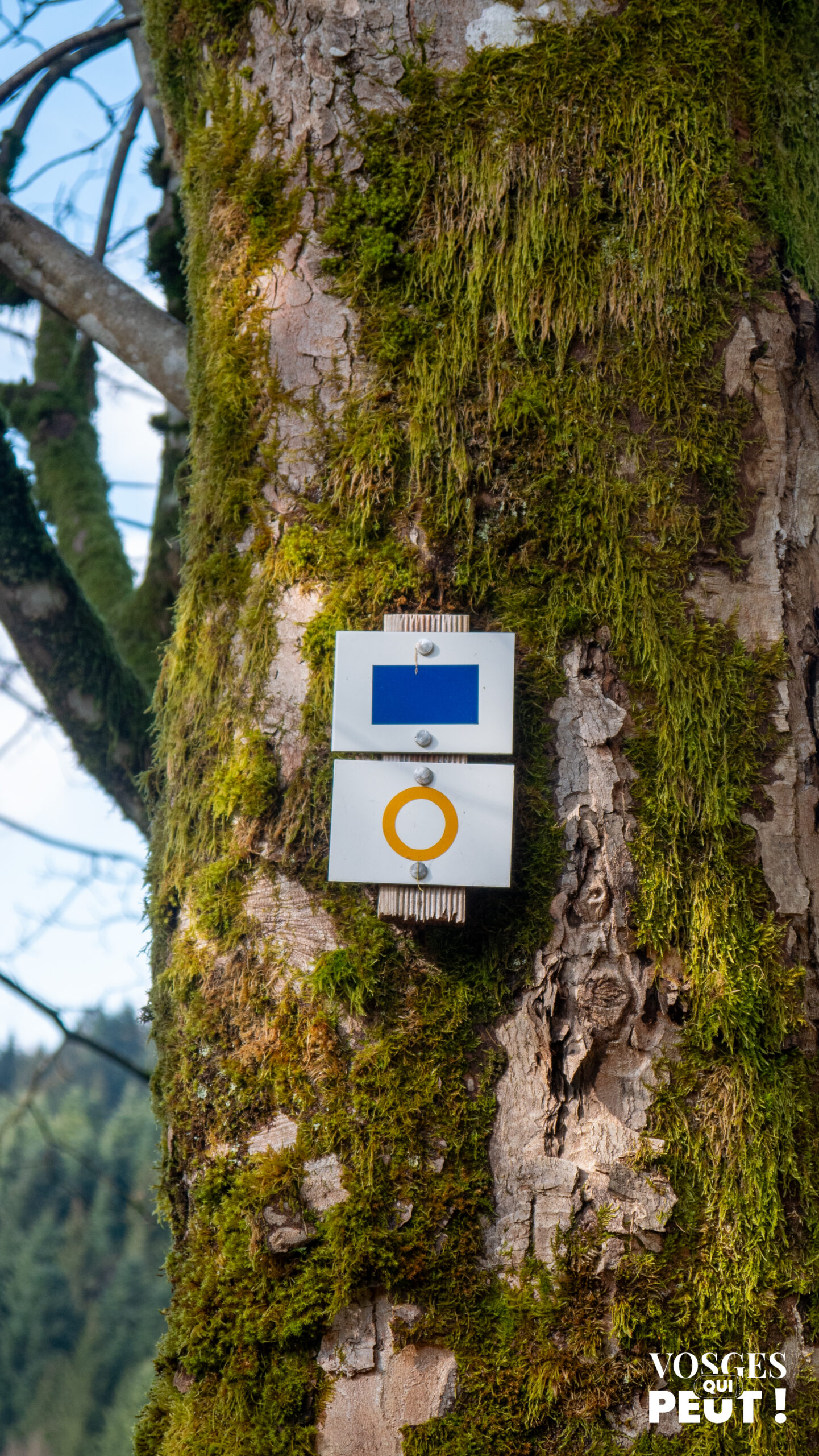 Panneaux signalétiques de randonnée dans le massif des Vosges