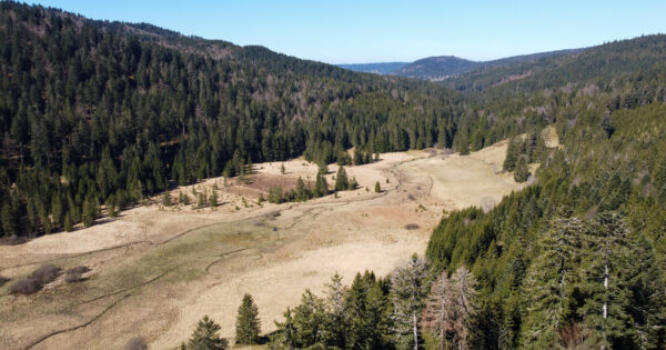 Rando dans les Vosges : la tourbière de Belbriette