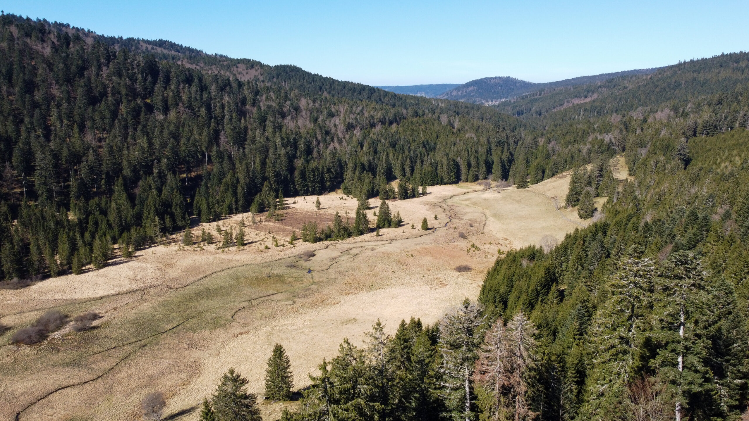 Rando dans les Vosges : la tourbière de Belbriette