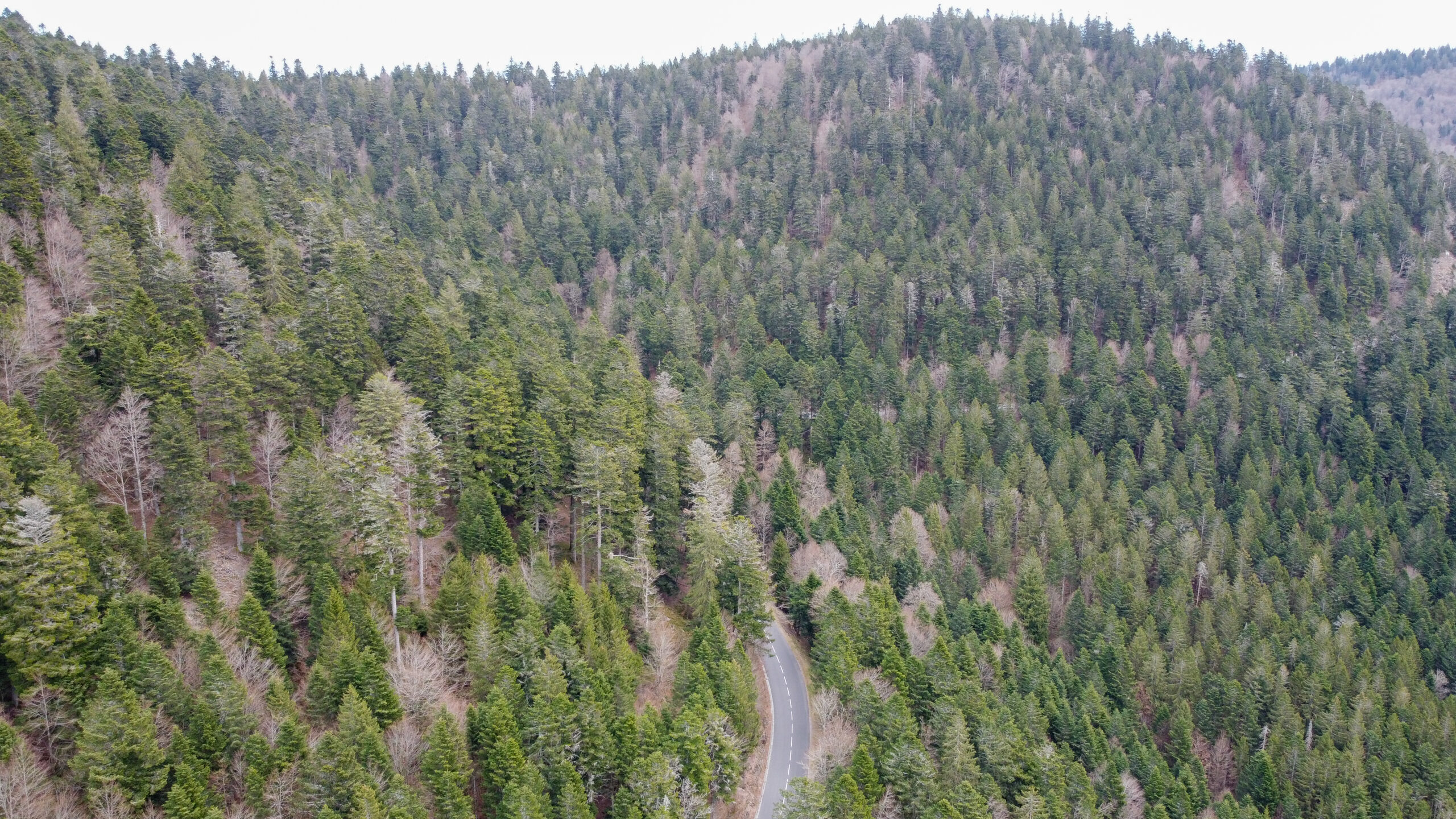 Route au milieu des sapins dans le massif des Vosges