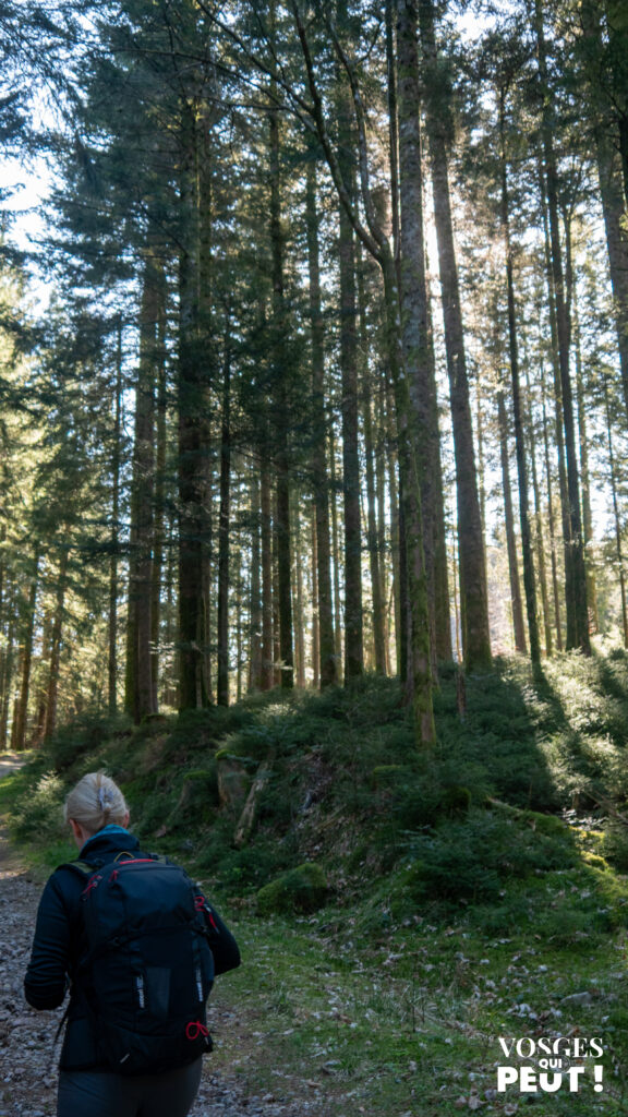 Randonneurs autour de la tourbière de Belbriette dans le massif des Vosges