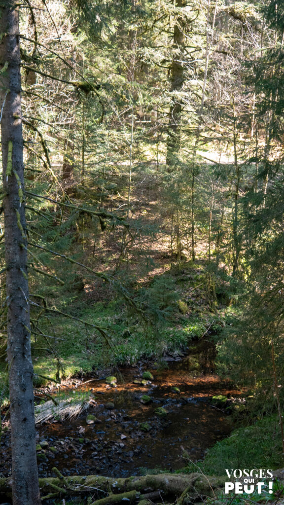 Le ruisseau de Belbriette dans le massif des Vosges
