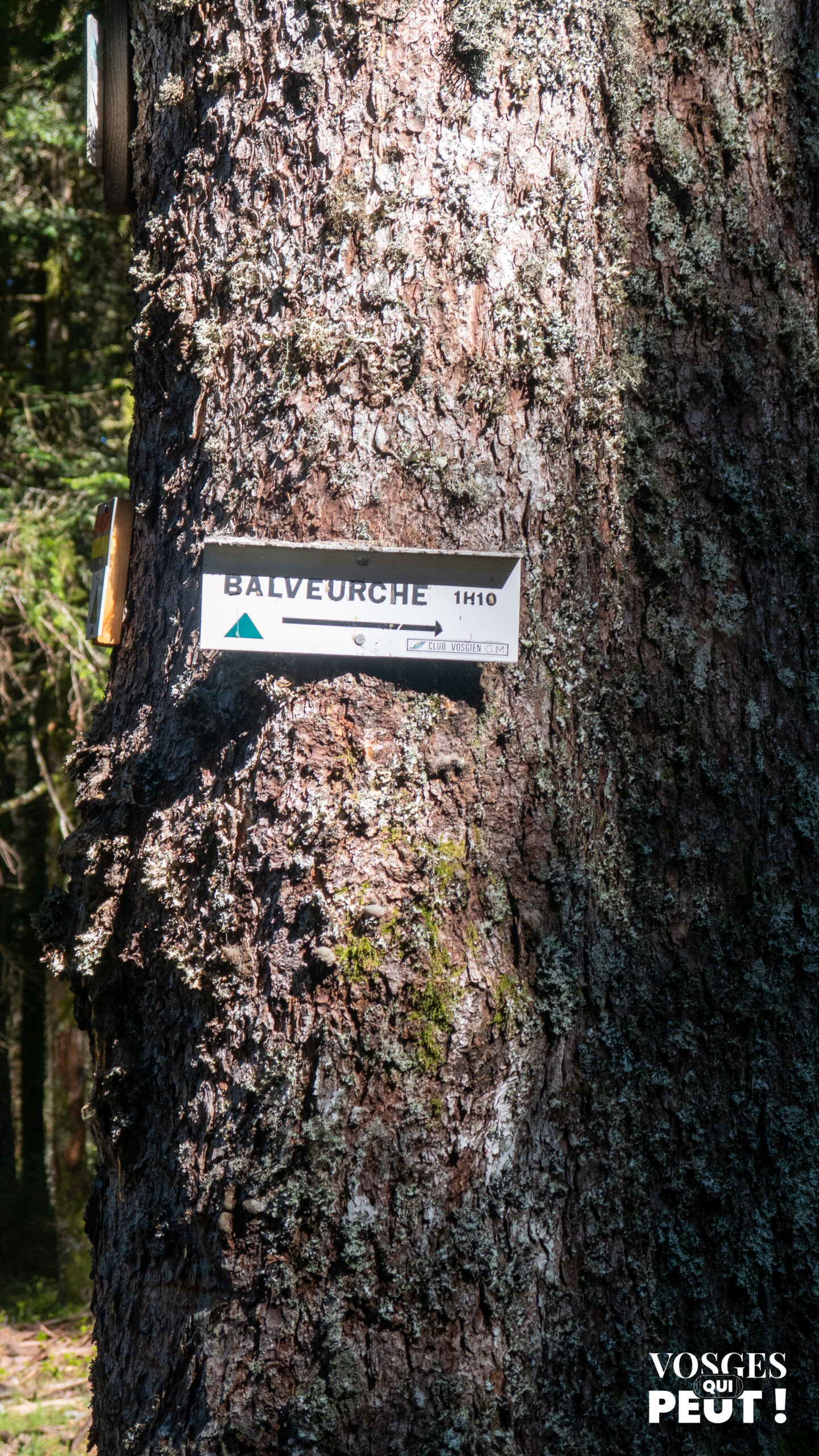 Balisage de randonnée du Club Vosgien dans le massif des Vosges
