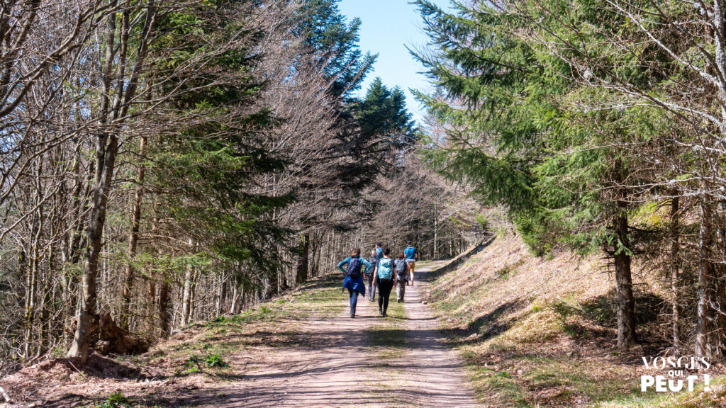 Randonneurs autour de la tourbière de Belbriette dans le massif des Vosges