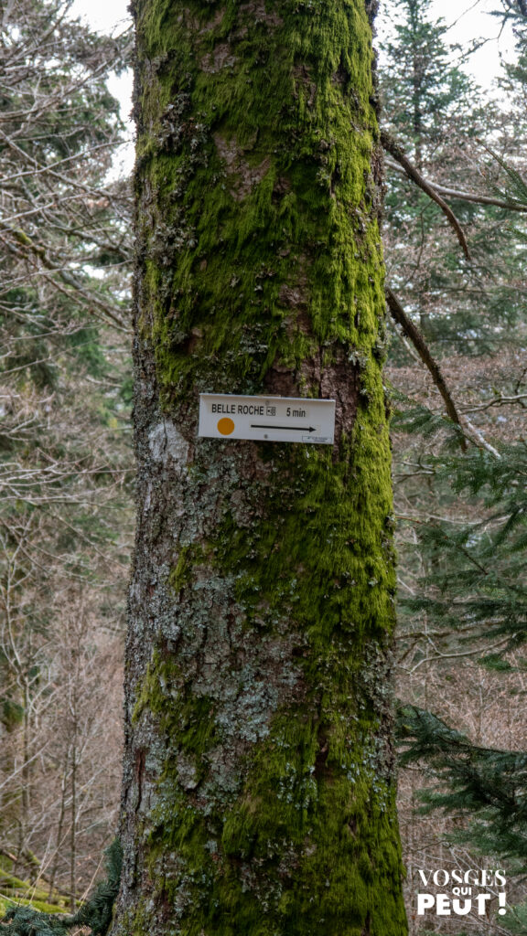 Panneau directionnel pour randonneurs dans le massif des Vosges 