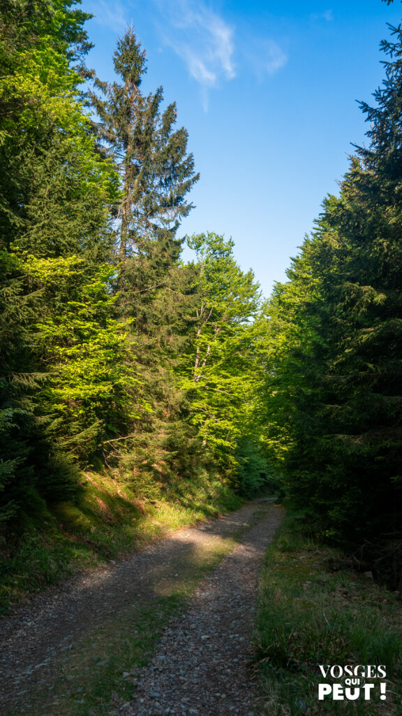 Route forestière dans le massif des Vosges