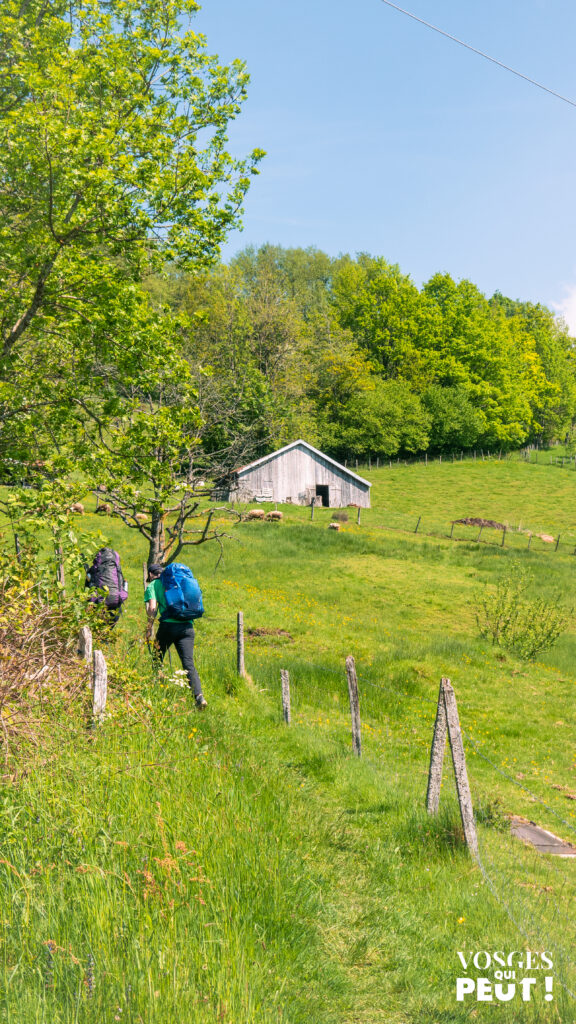 Randonneurs dans le massif des Vosges au-dessus de Bussang